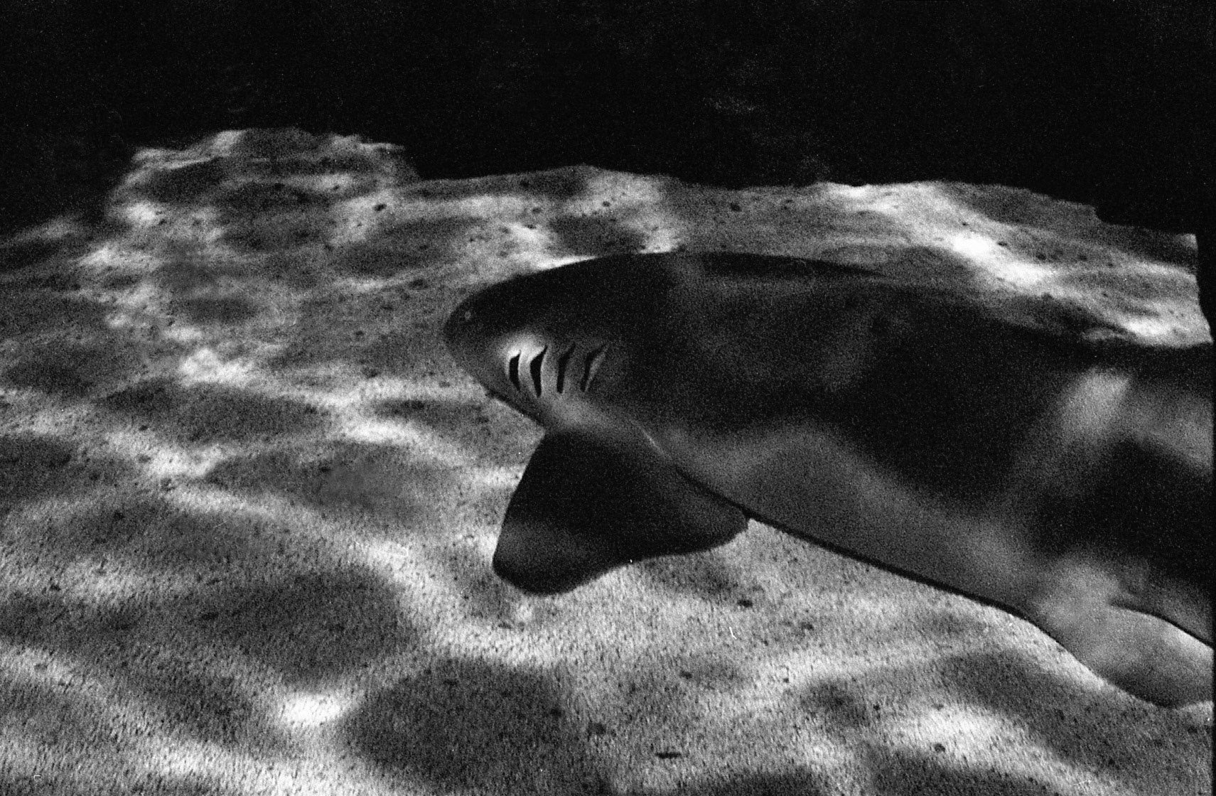 Ripley's Aquarium of the Smokies, TN, May 2024