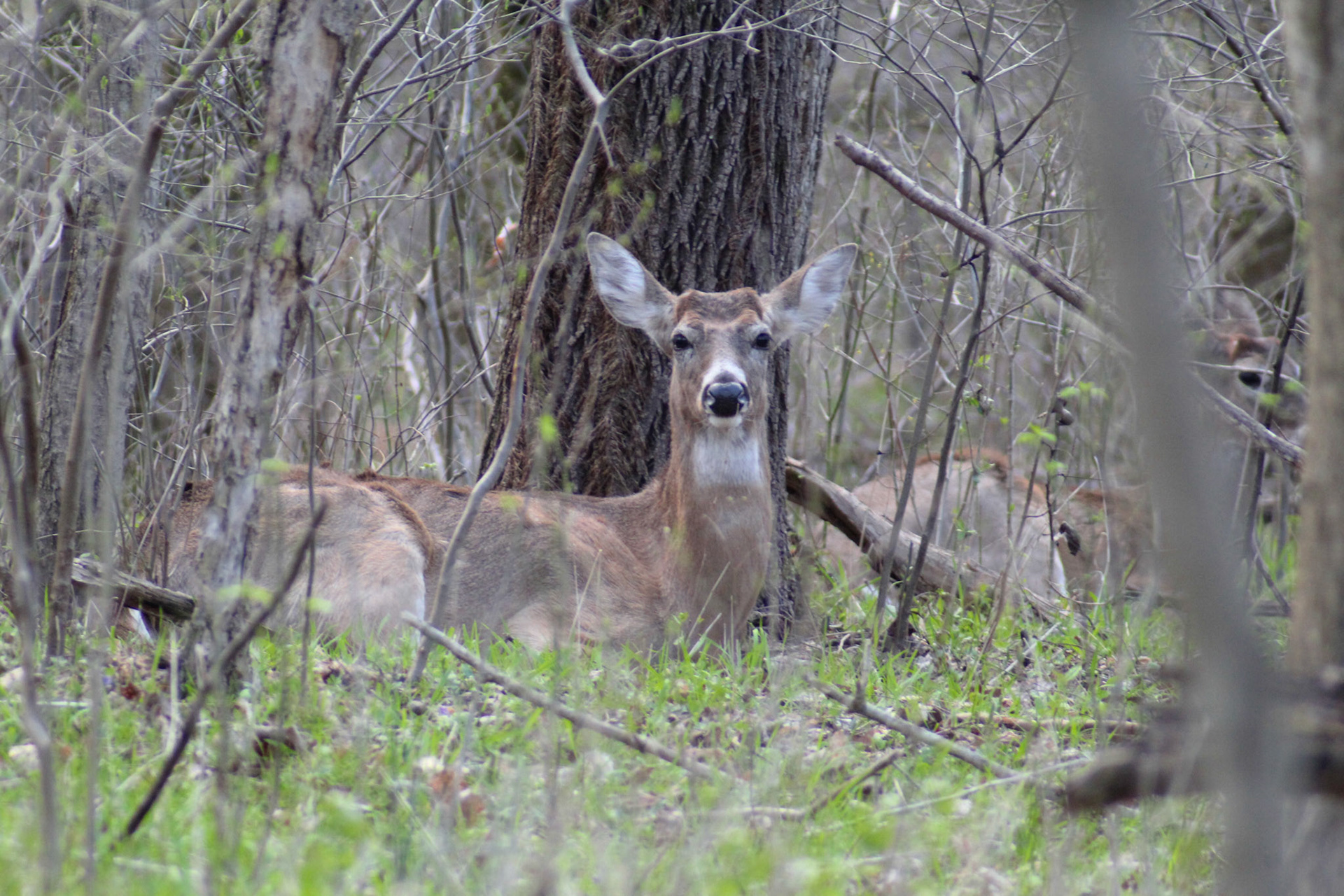 Deer, Cherokee Park, KY, Mar. 2024