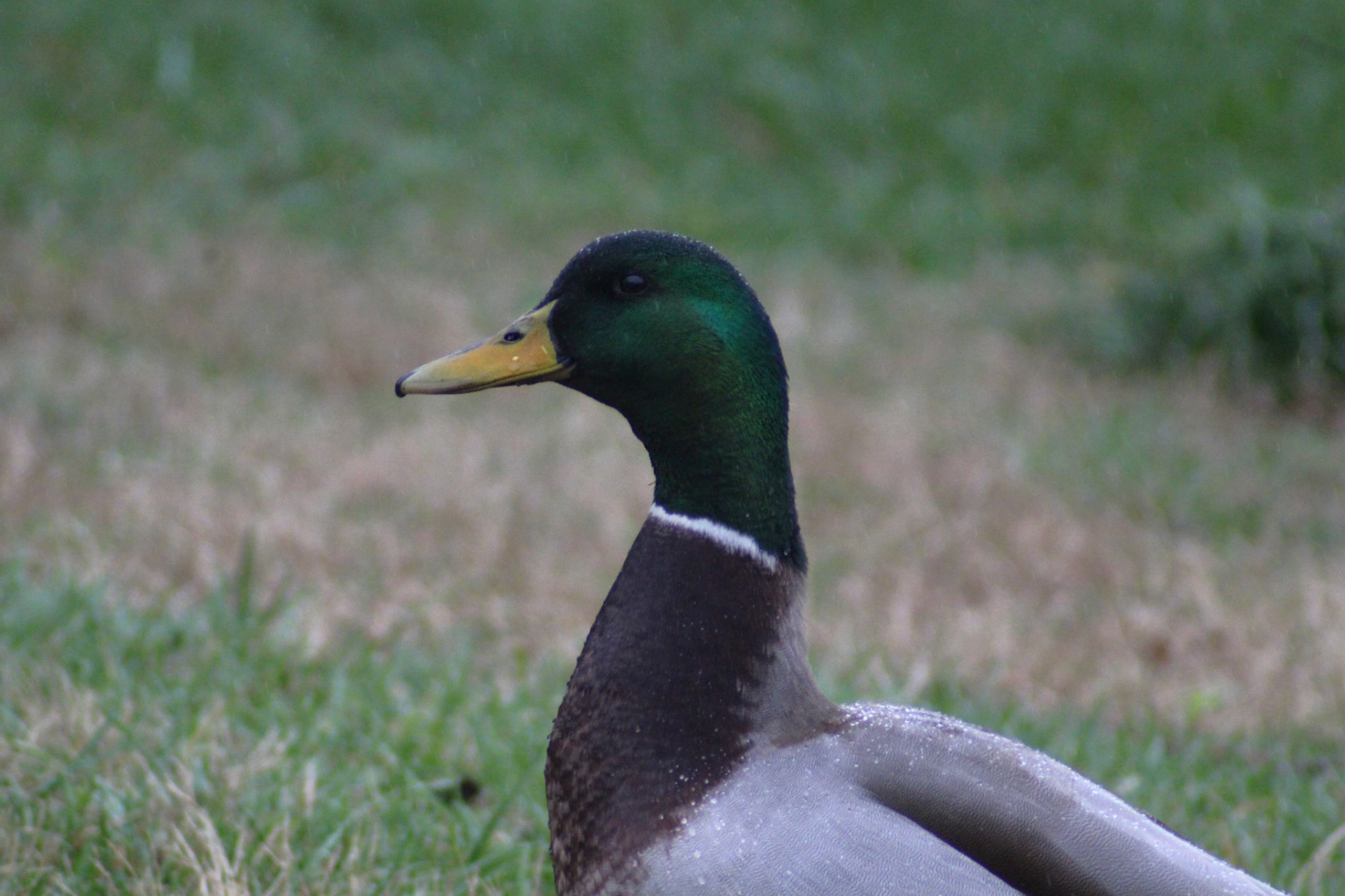 Mallard duck, Brown Park, KY, Mar. 2024