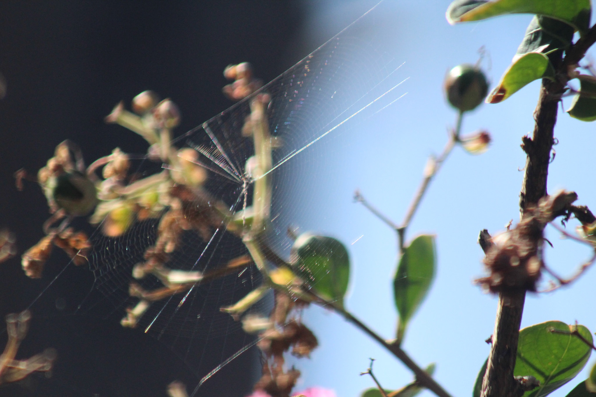Spiderweb on crape myrtle, KY, Sep. 2023