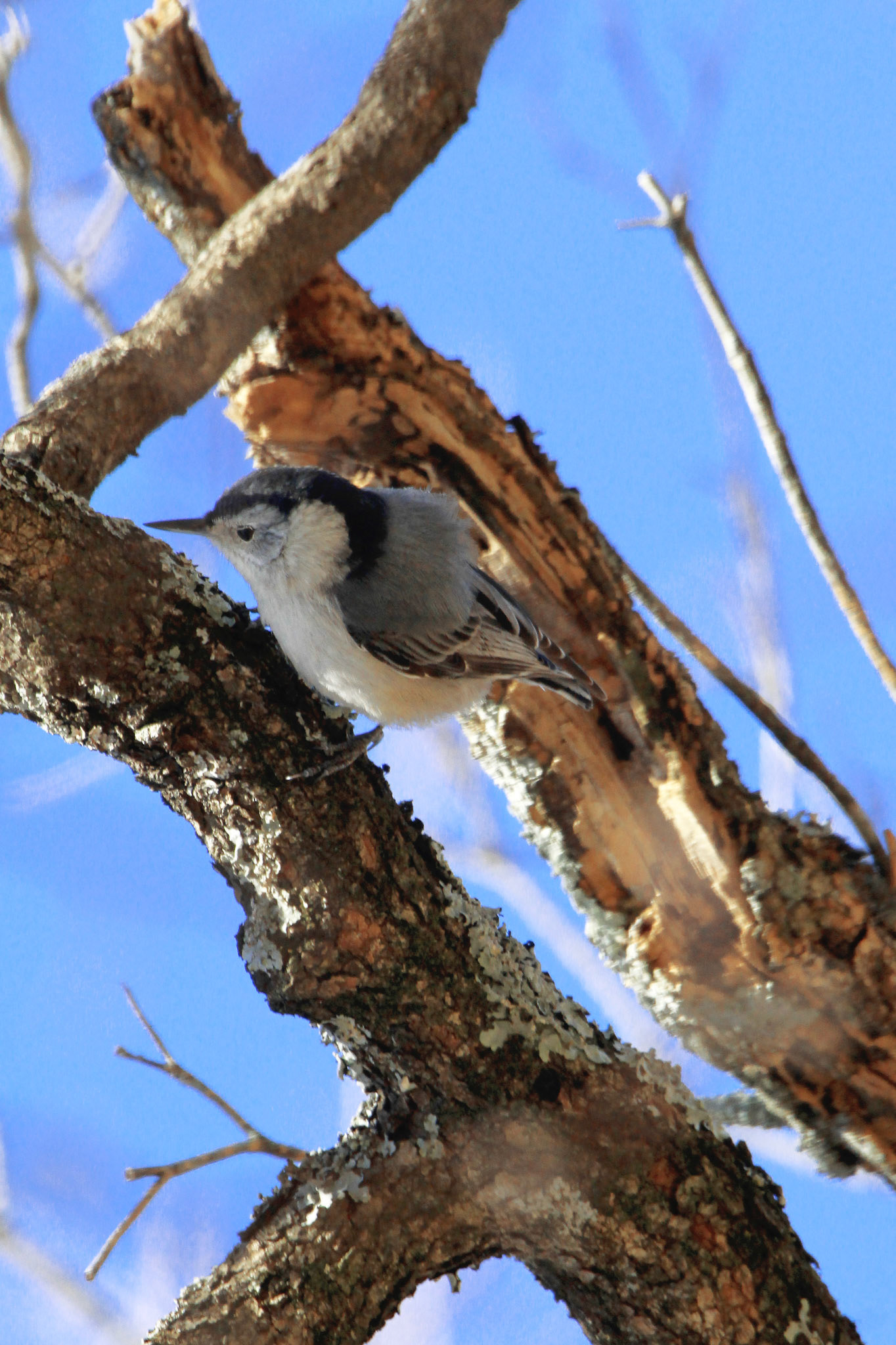 White-breasted nuthatch, Highview Park, KY, Mar. 2025