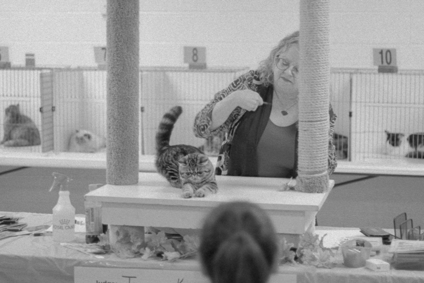 ACFA Cat Show, KY, Oct. 2025