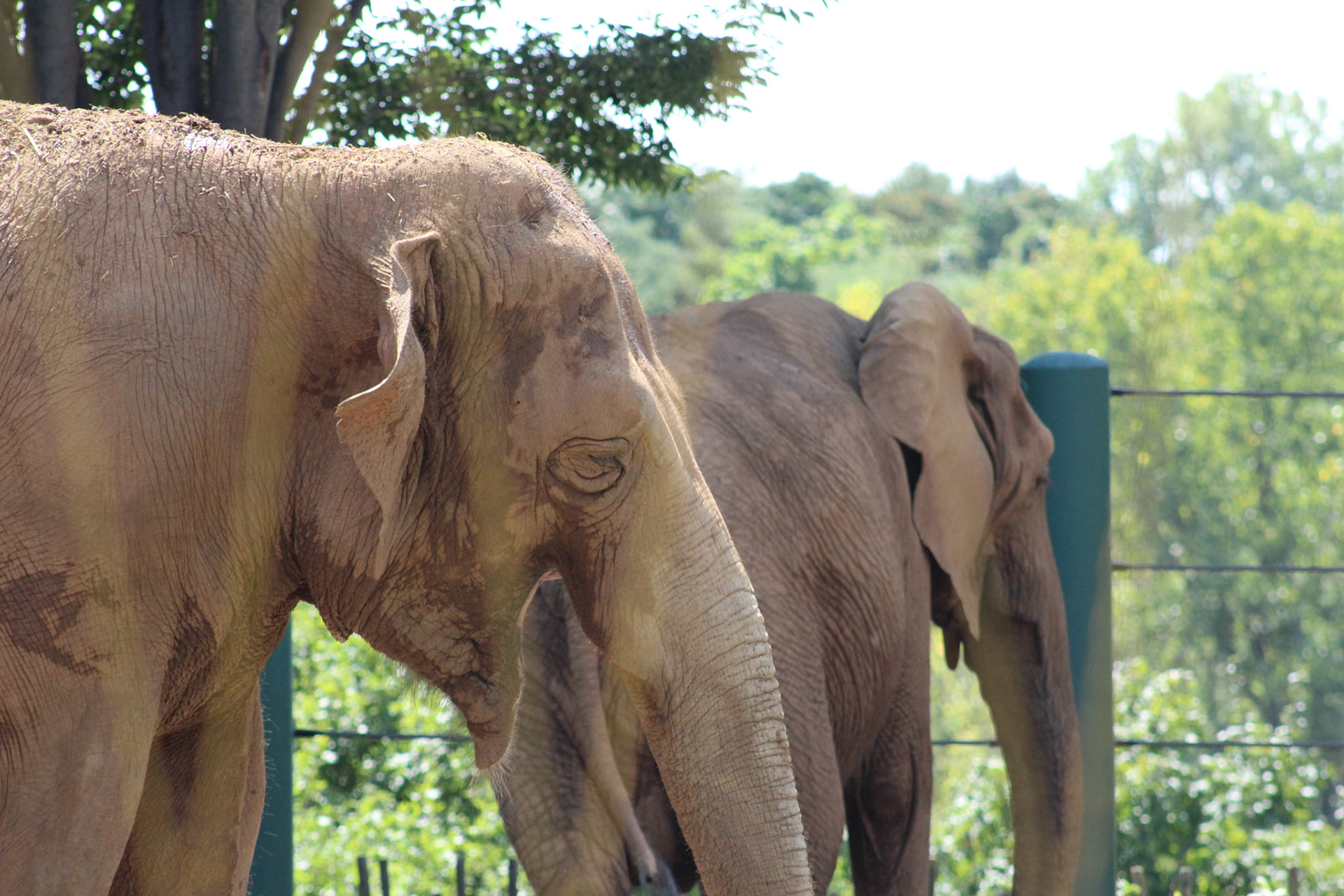Louisville Zoo, KY, Aug. 2023