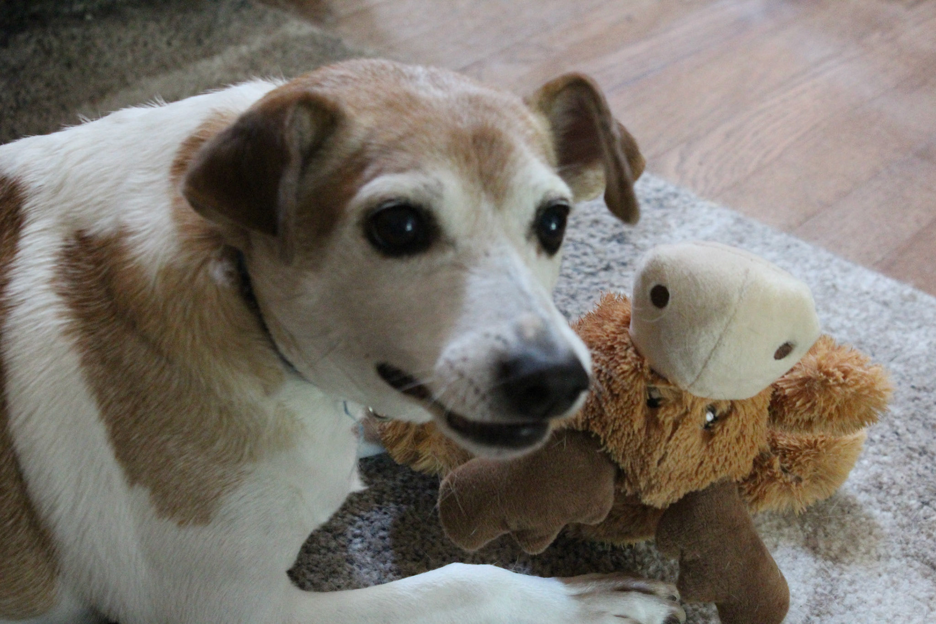 Jack Russell mix dog, KY, Aug. 2023