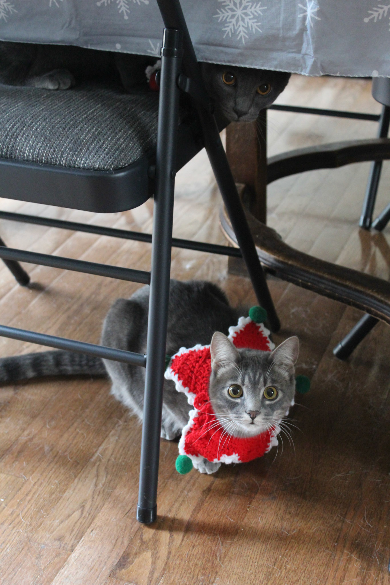 Two gray kittens wearing crochet holiday accessory, KY, Dec. 2024