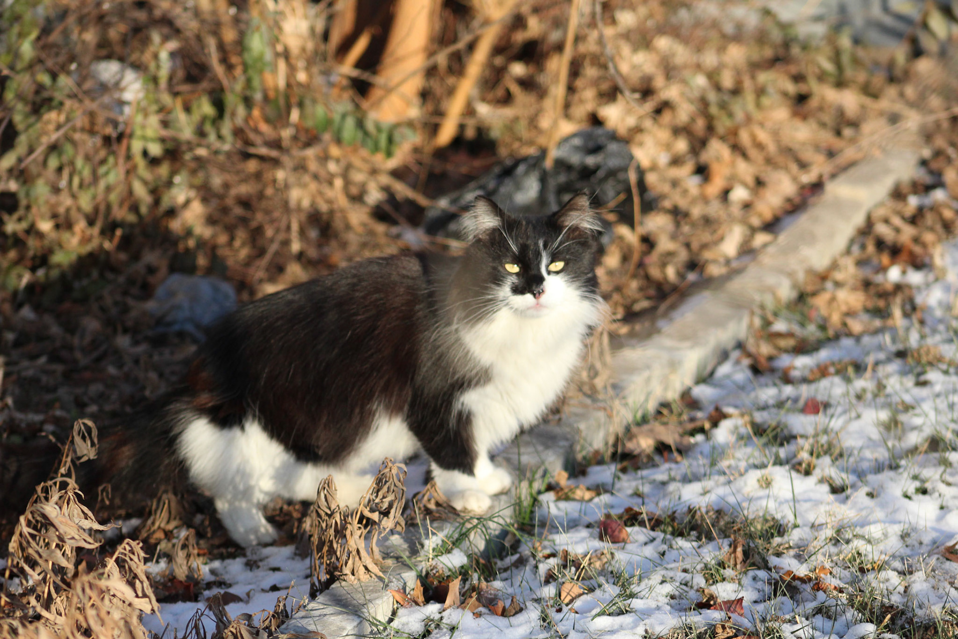 Longhair tuxedo cat, KY, Jan. 2024