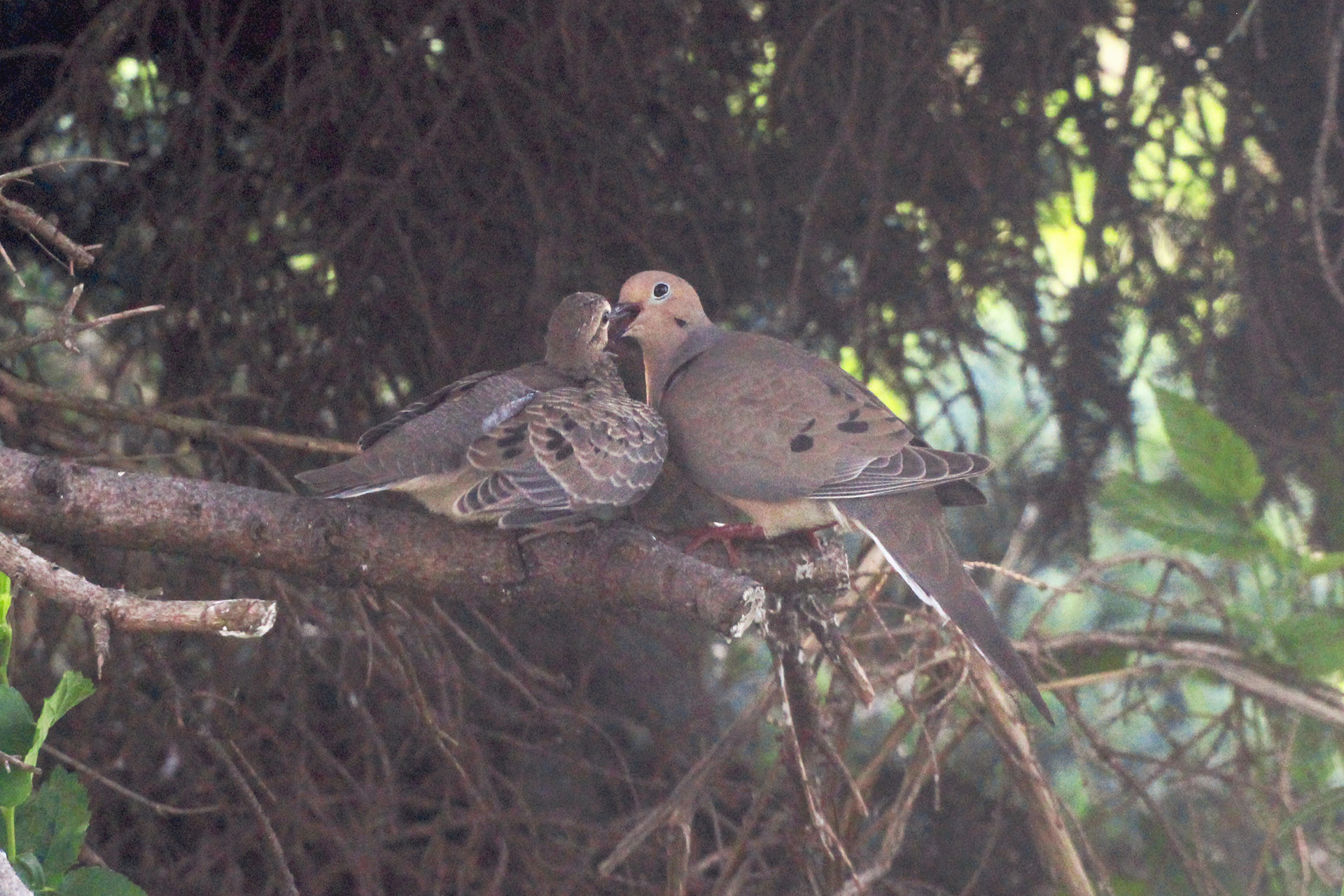 Fledgling mourning dove and mother, KY, May 2025