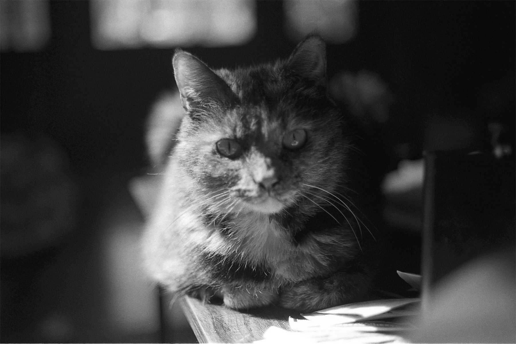 Tortoiseshell cat, KY, Apr. 2024