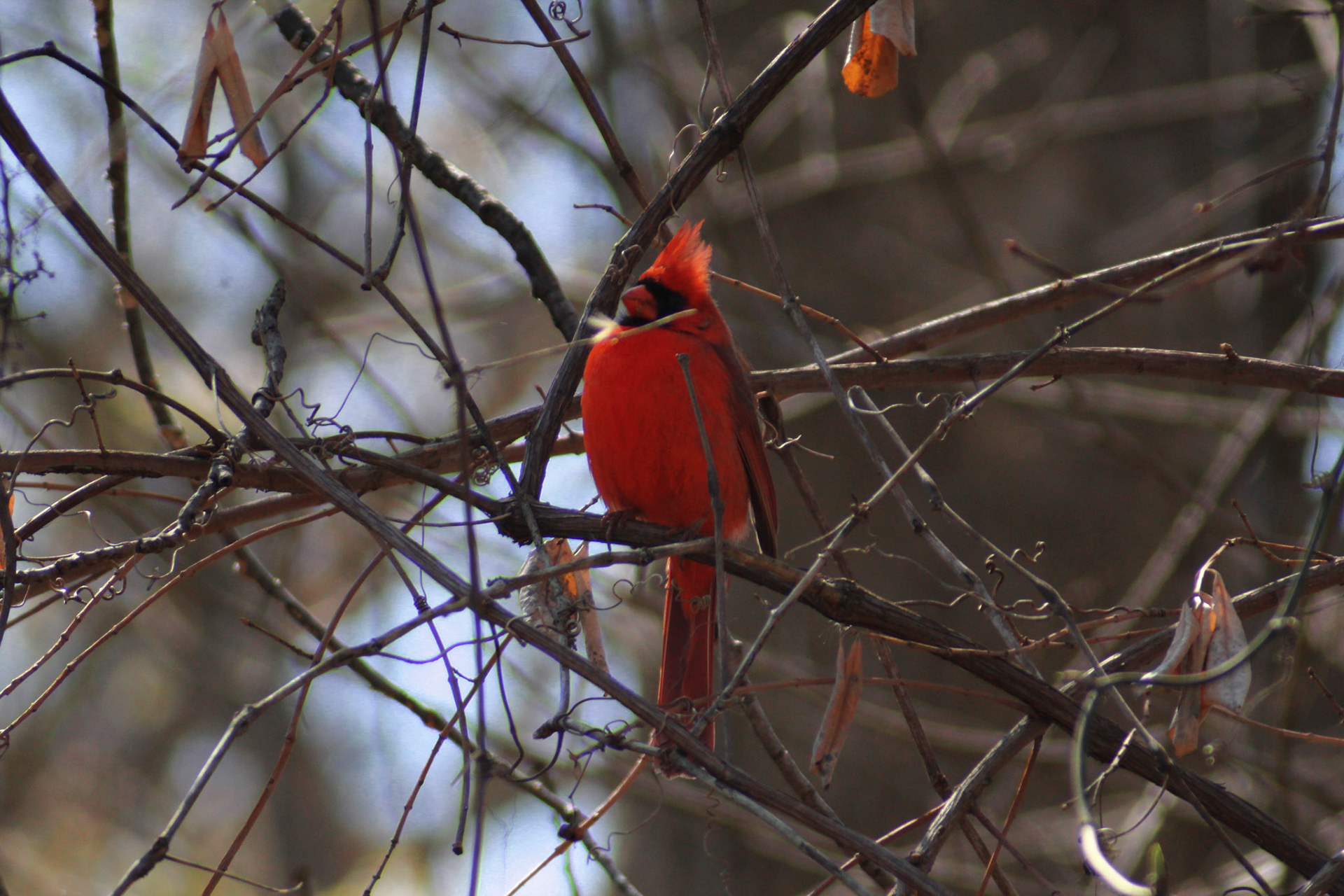 Northern cardinal, Putney Pond, KY, Mar. 2024