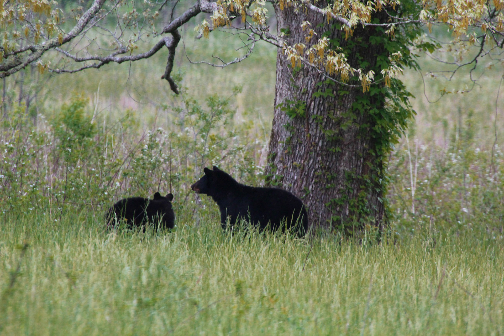 Mother black bear with baby under tree, Gatlinburg, TN, May 2024