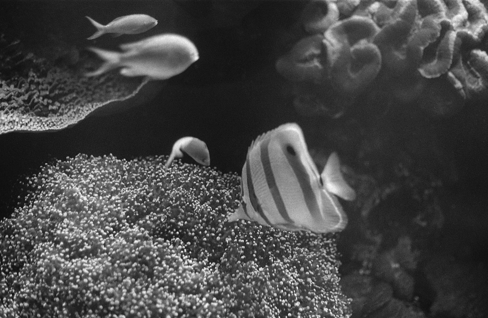 Ripley's Aquarium of the Smokies, TN, May 2024