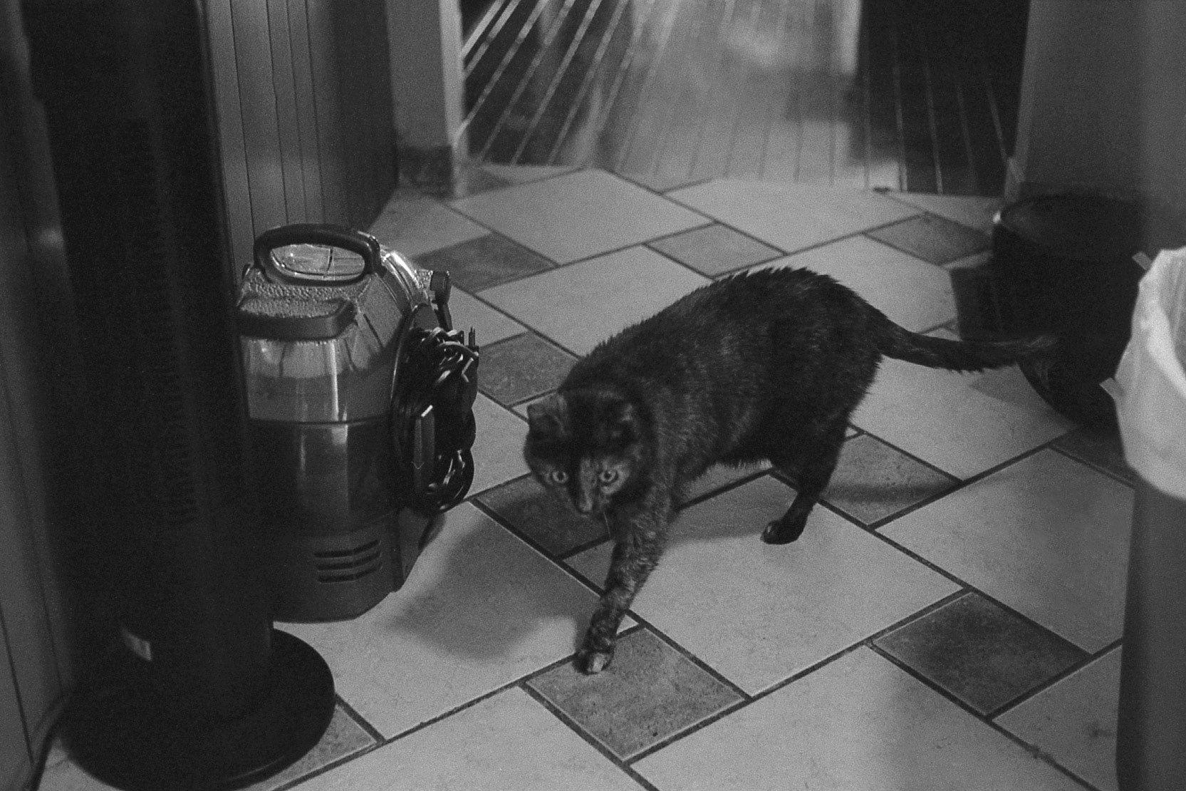 Tortoiseshell cat in hallway, KY, Nov. 2024