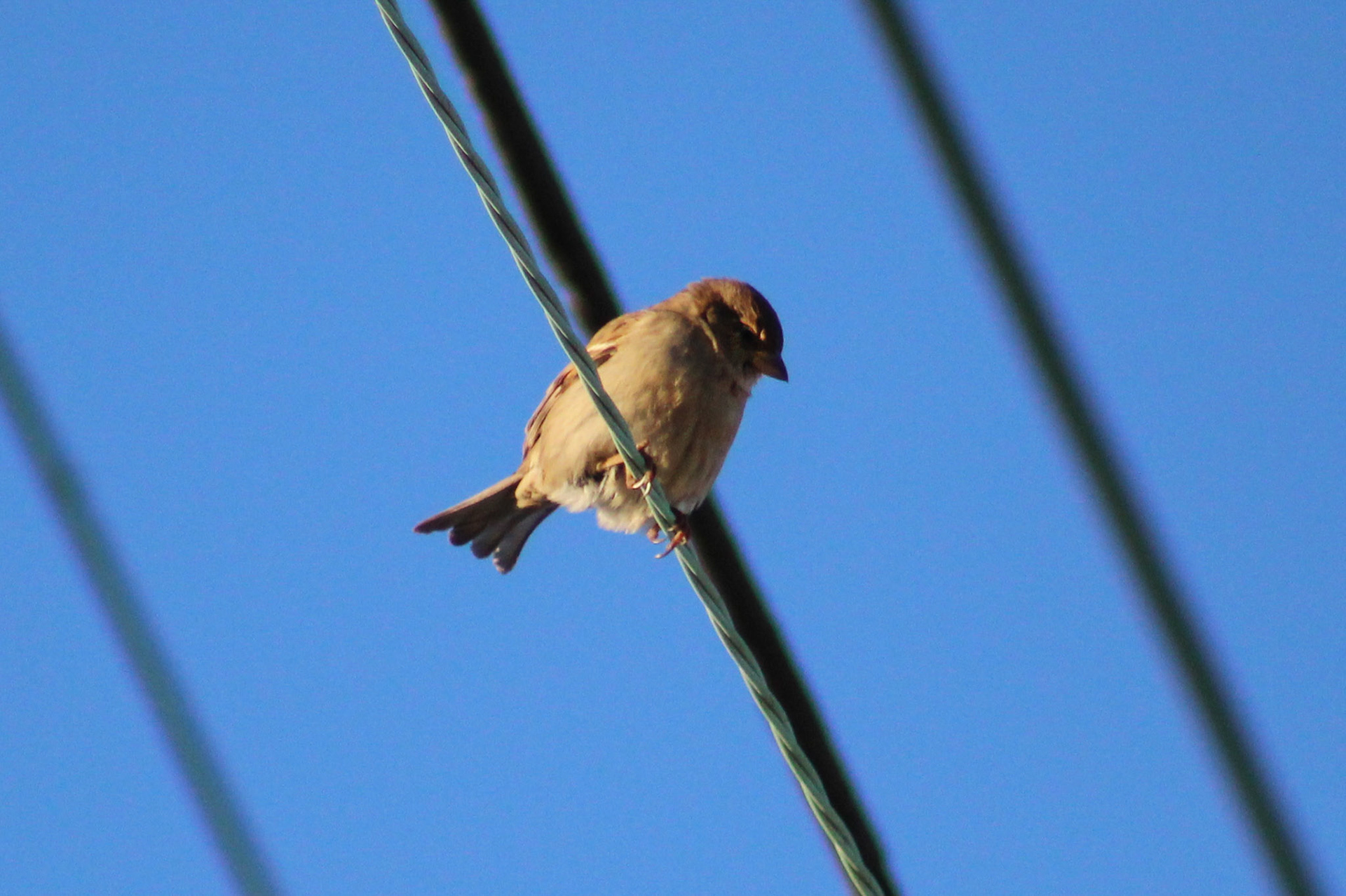 House sparrow, KY, Jan. 2024