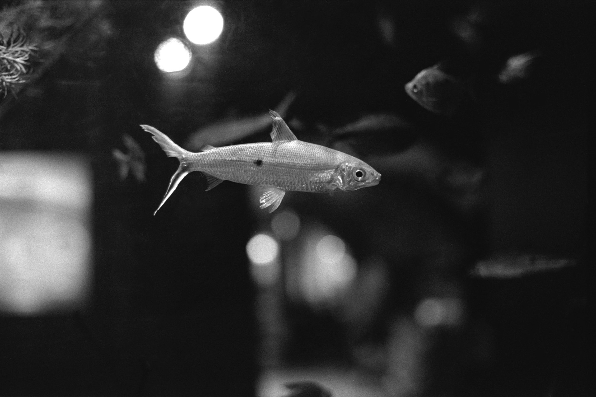 Newport Aquarium, KY, Nov. 2023