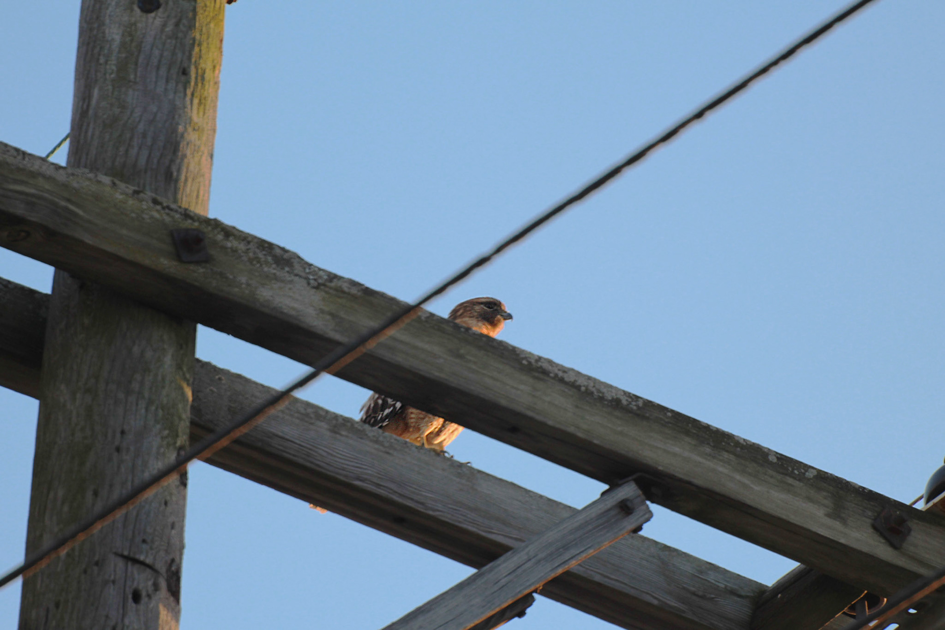 Hawk sp., KY, Feb. 2025