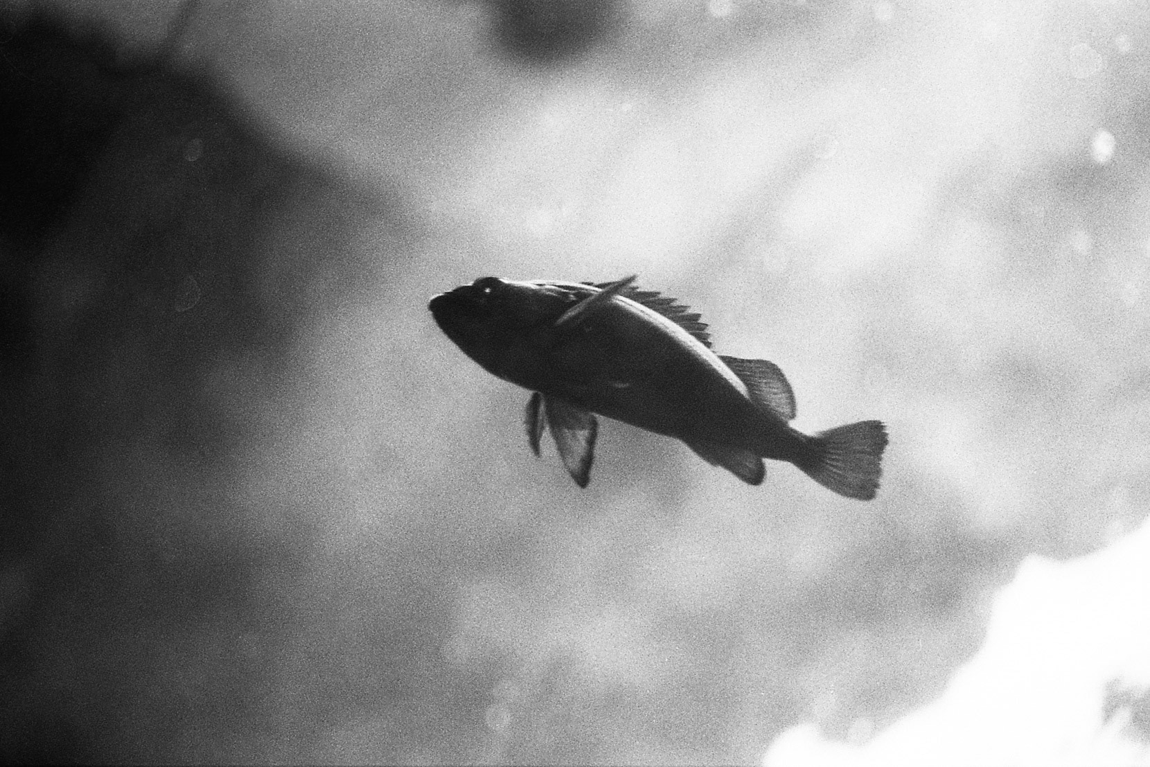 Newport Aquarium, KY, Nov. 2024