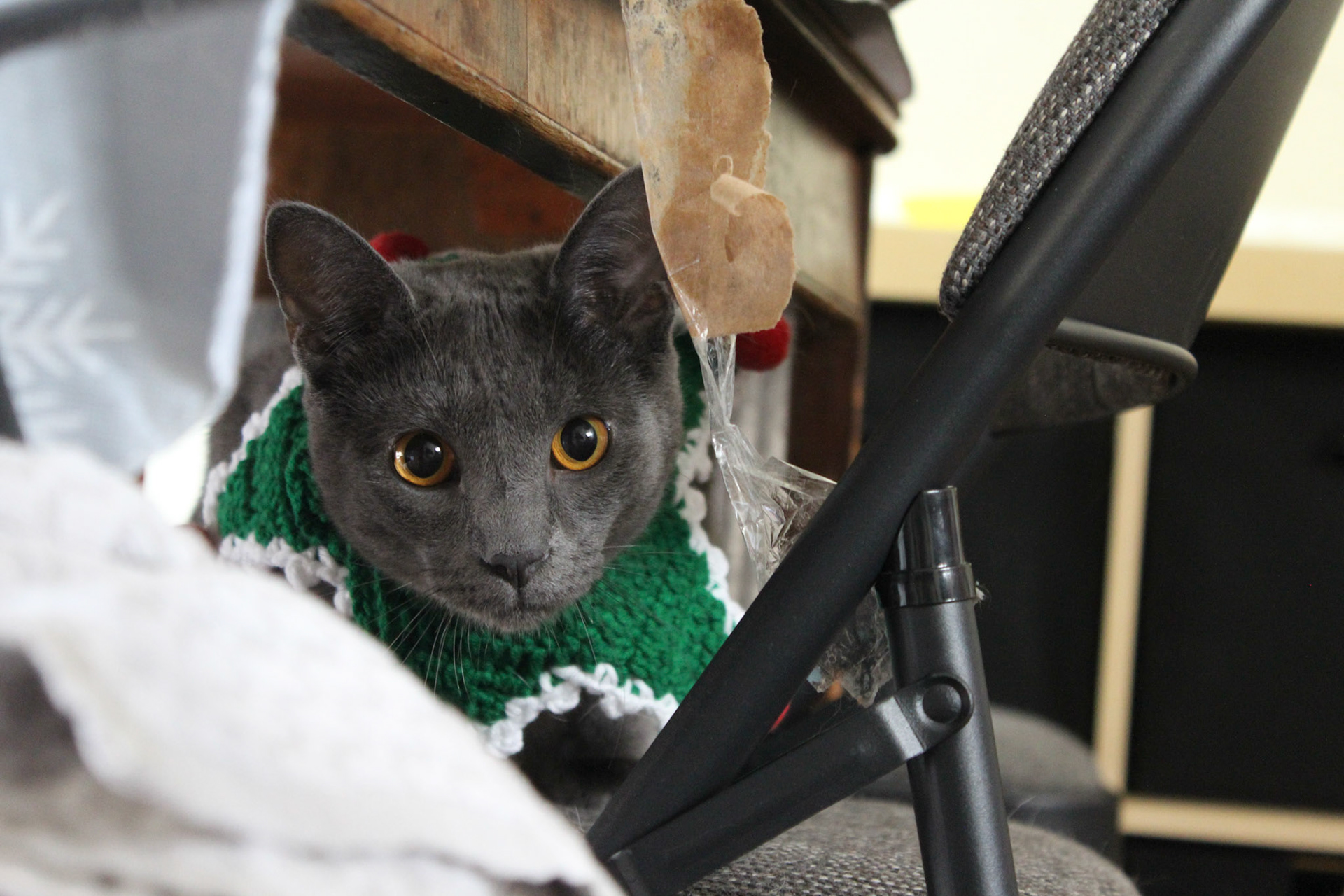 Gray kitten wearing crochet holiday accessory, KY, Dec. 2024
