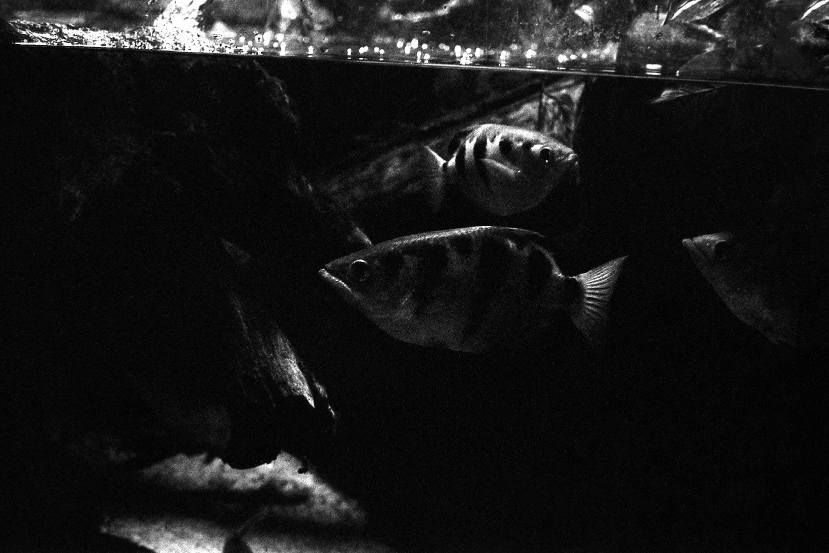 Newport Aquarium, KY, Nov. 2024