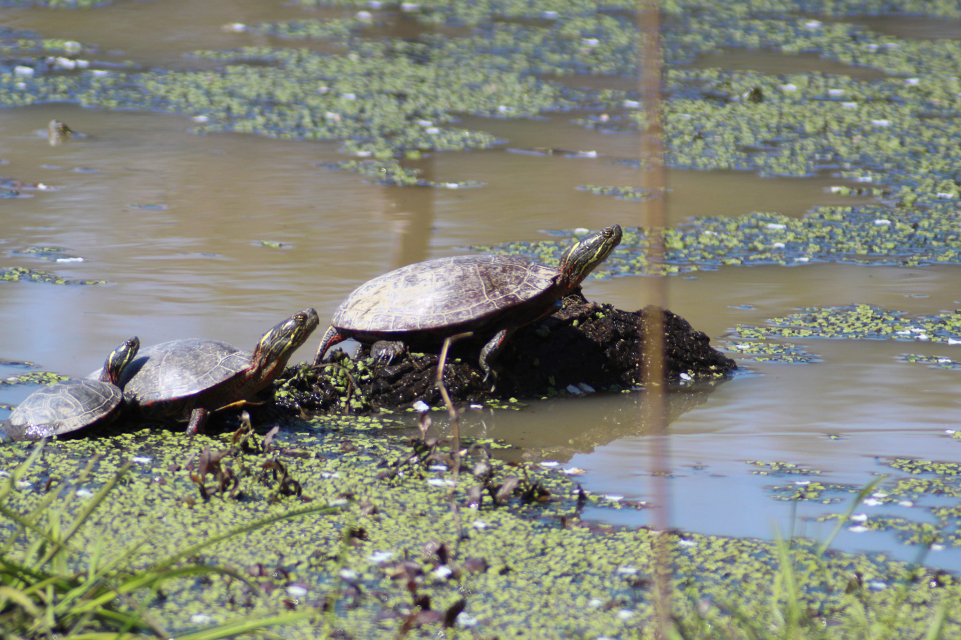 Family of box turtles, KY, Mar. 2024