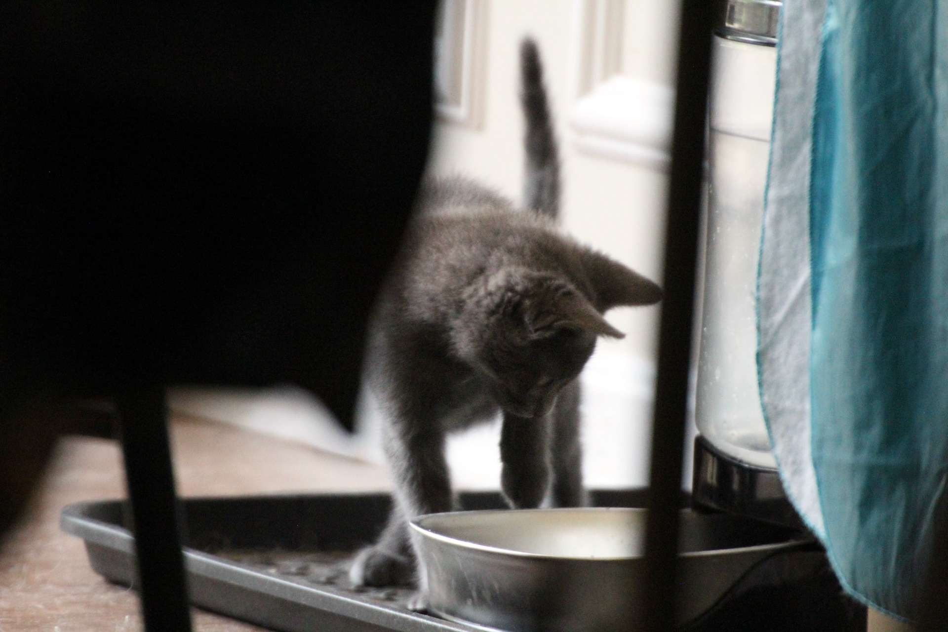 Gray kitten drinking water, KY, Jun. 2024