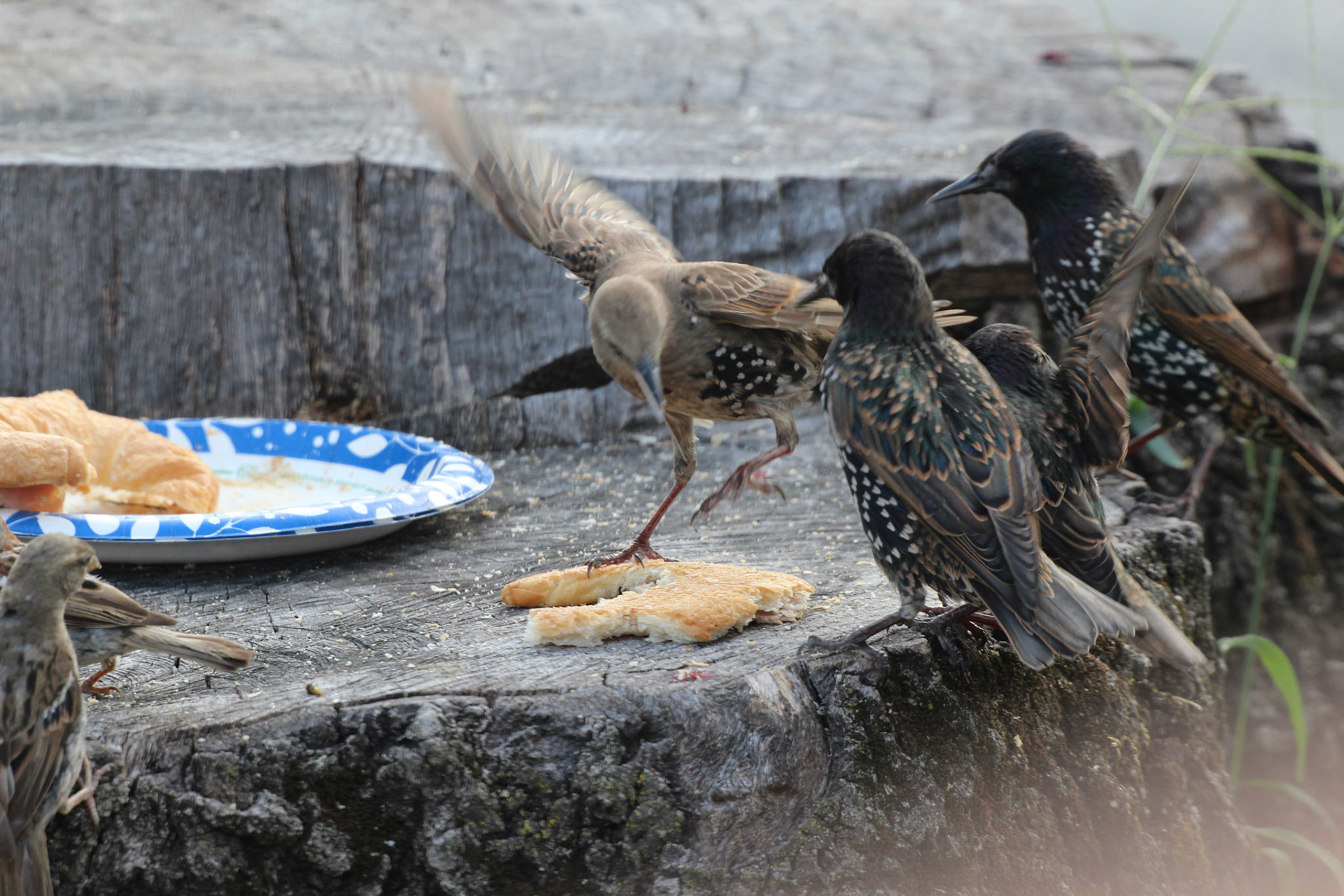 Flock of European starlings and house sparrows, KY, Aug. 2024