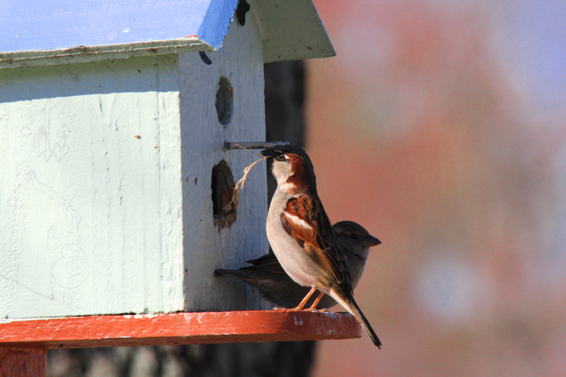House sparrow, Highview Park, KY, Mar. 2025