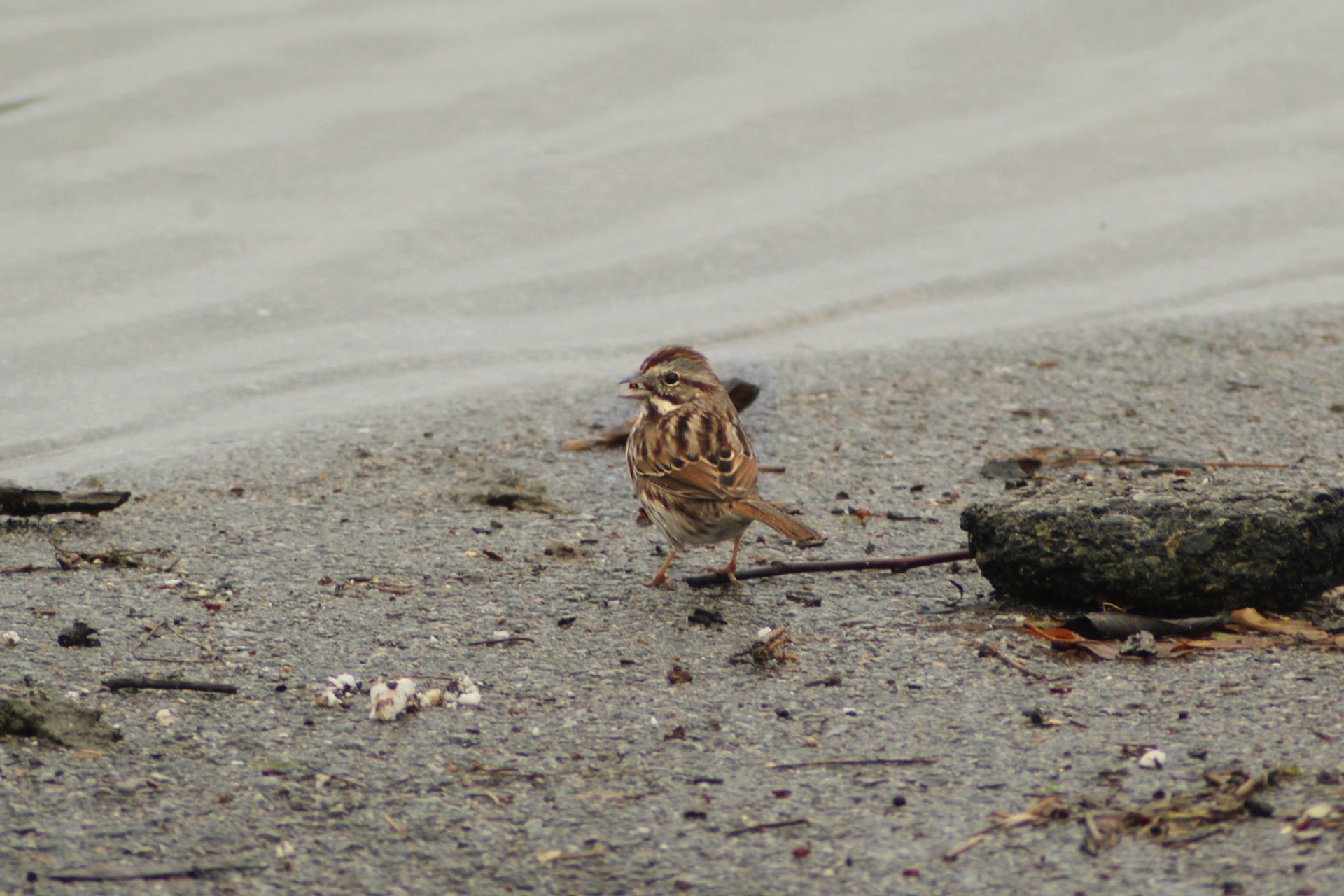 Song sparrow, Long Run Park, KY, Mar. 2024