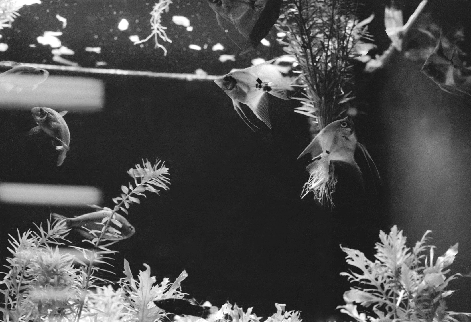 Sandy's Pet Shop, KY, Nov. 2023