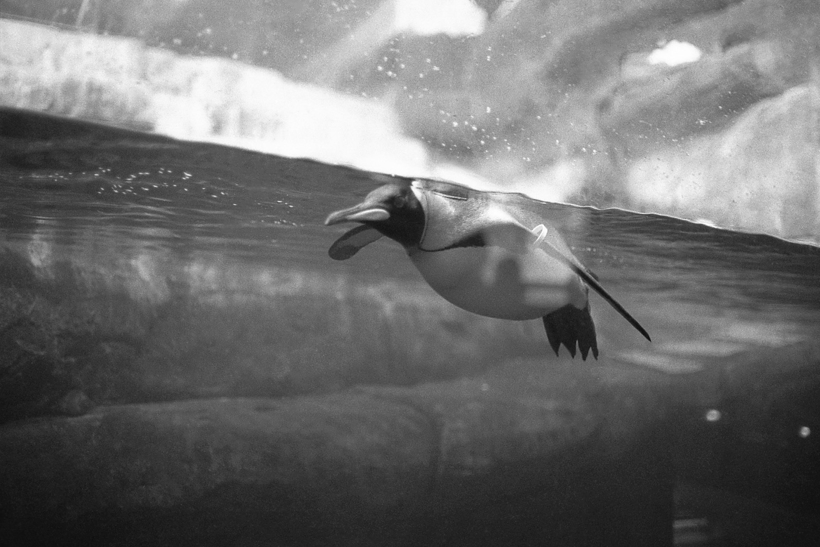 Newport Aquarium, KY, Nov. 2024