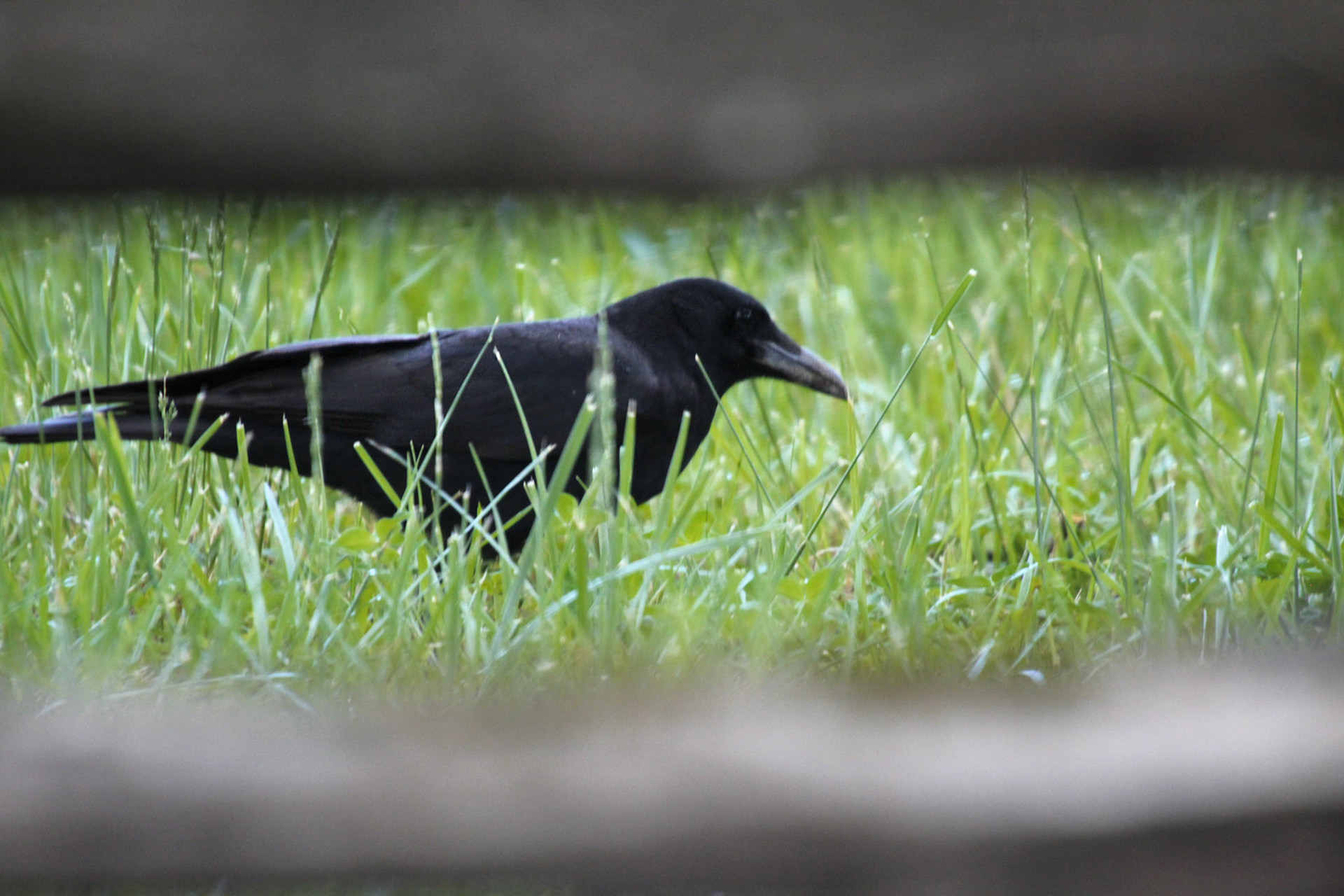 American crow, Gatlinburg, TN, May 2024