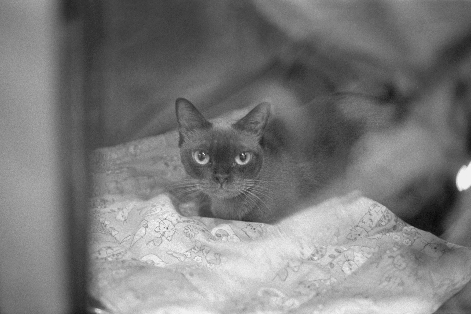 ACFA Cat Show, KY, Oct. 2025