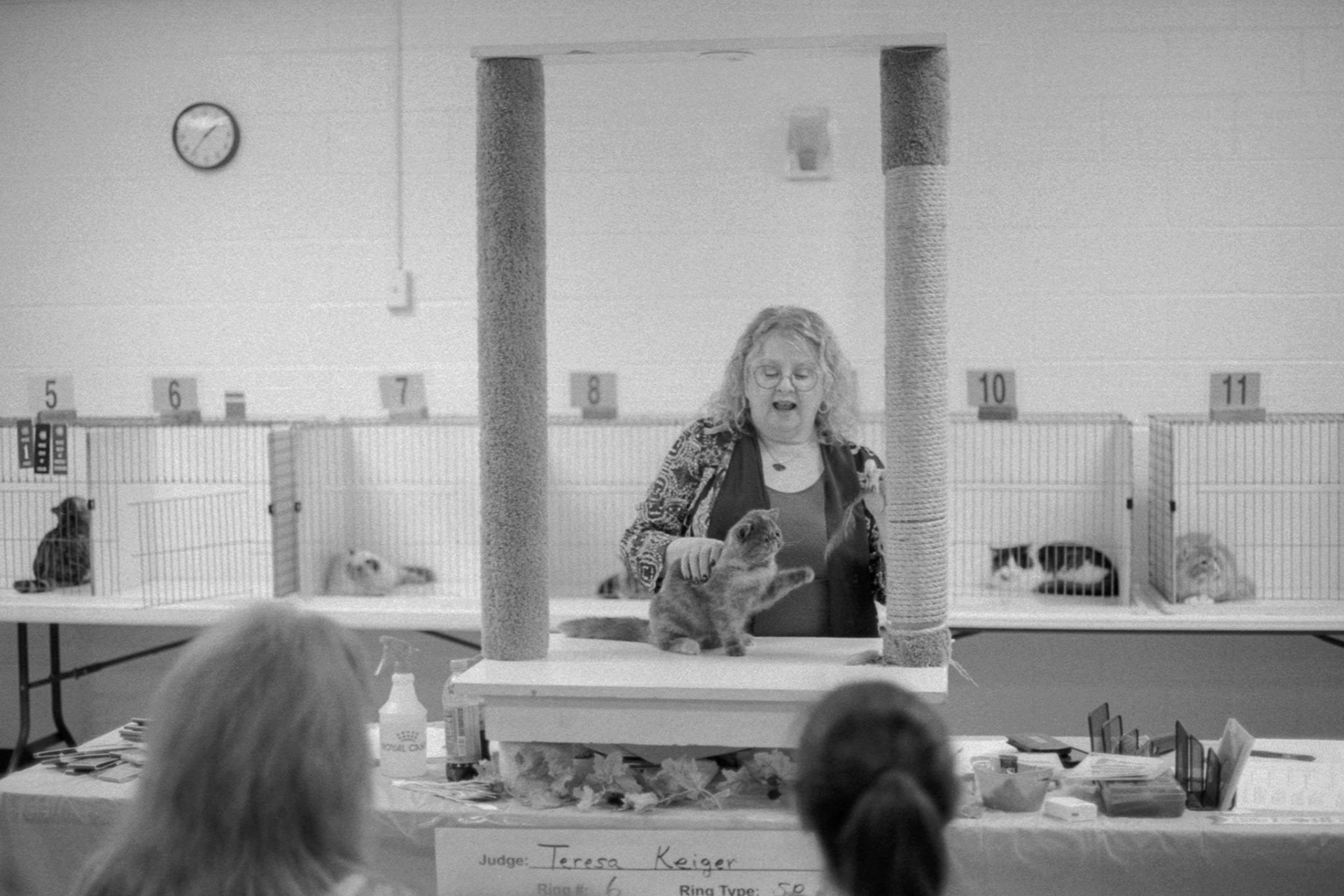 ACFA Cat Show, KY, Oct. 2025