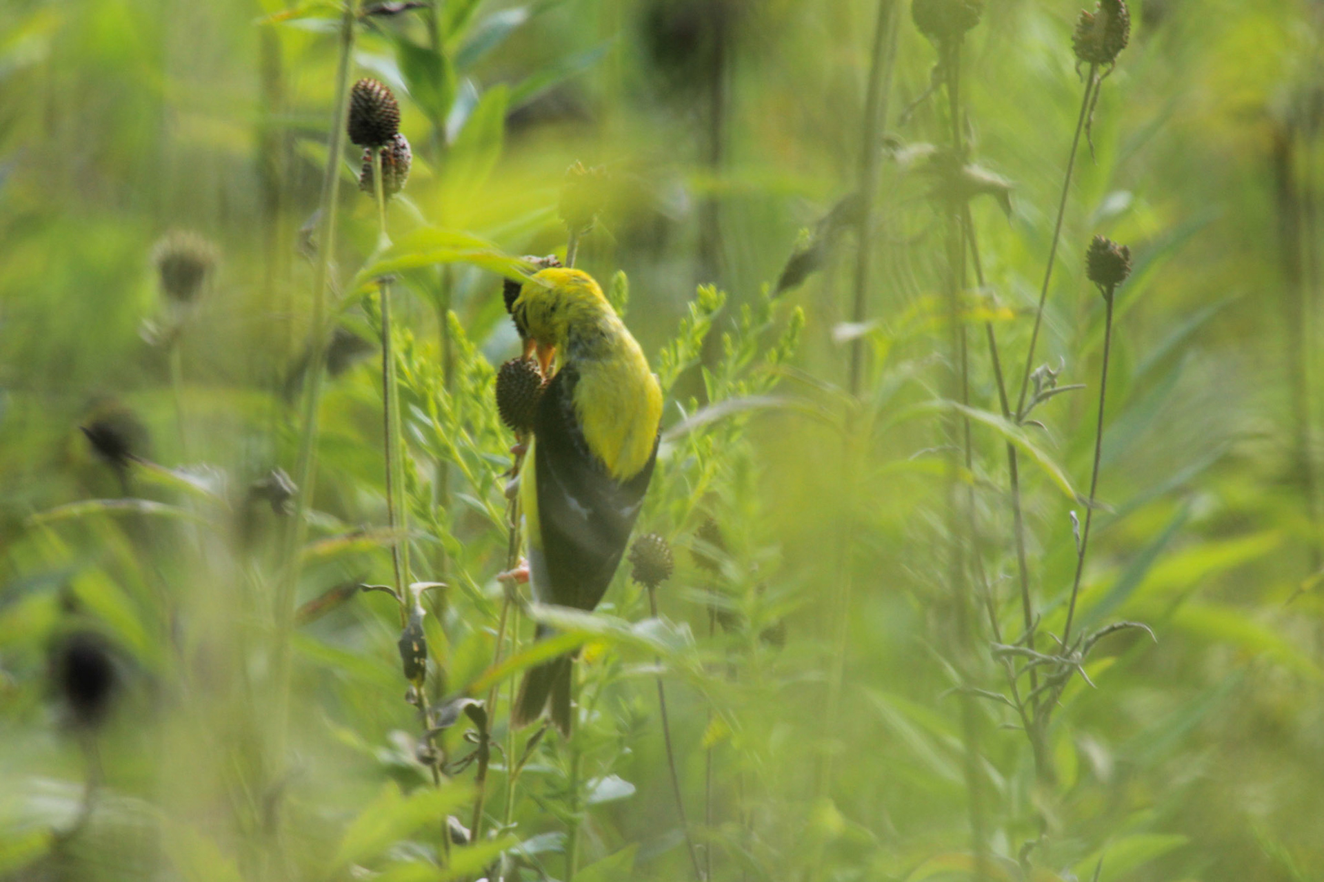 American goldfinch, Beckley Creek Park, KY, Aug. 2024