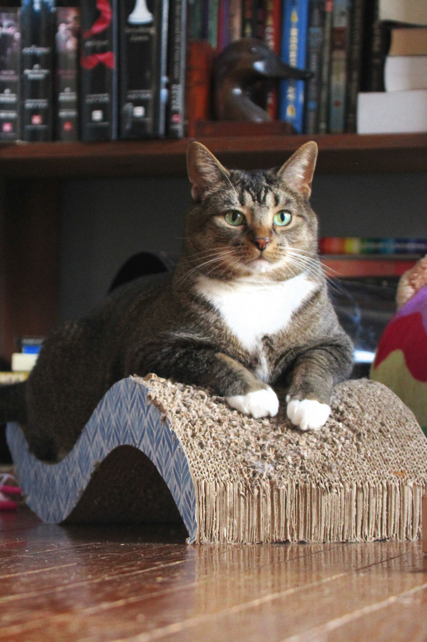 Tabby cat on ergonomic cat scratcher, KY, Feb. 2025