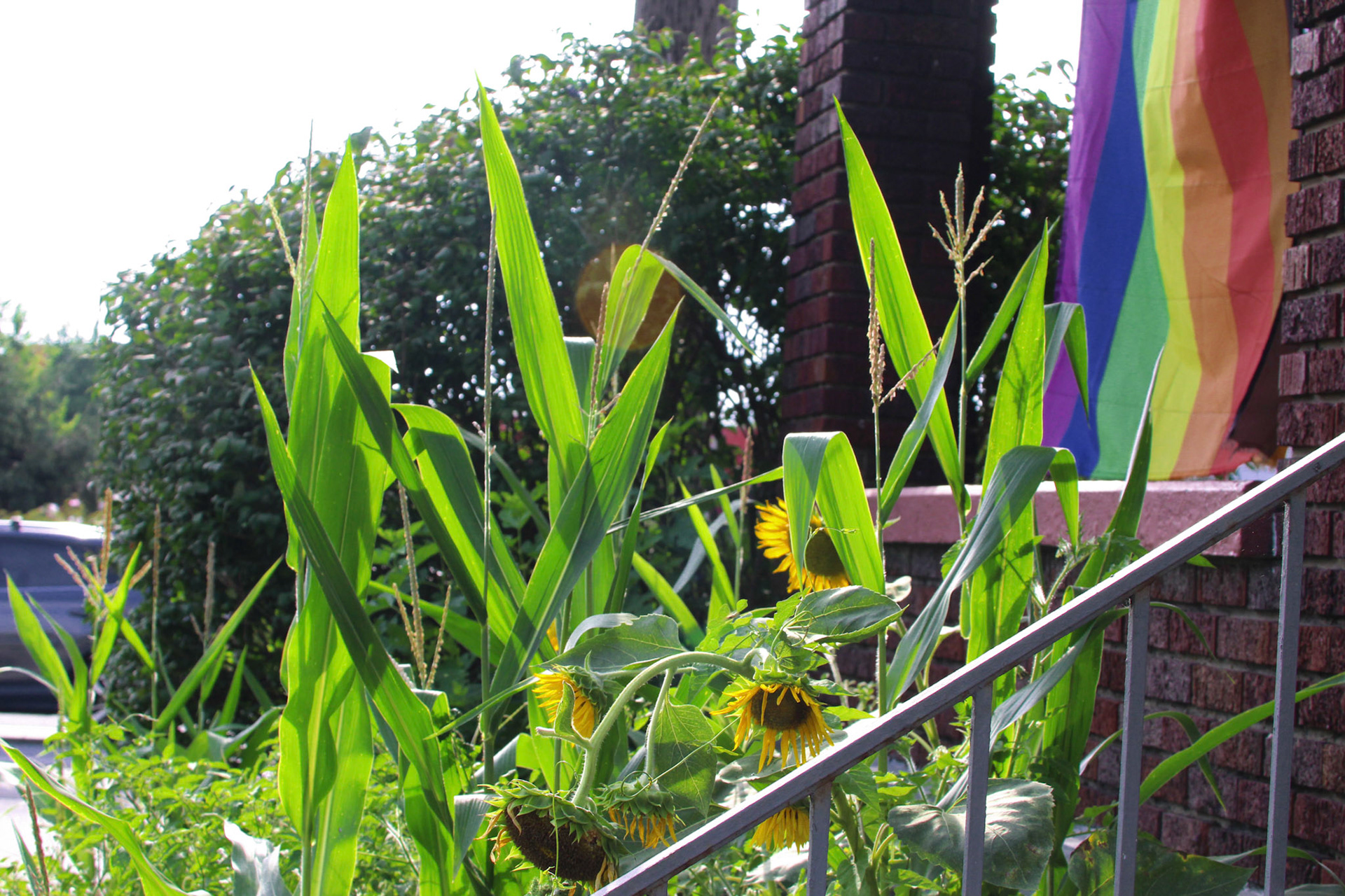 Corn and sunflower garden, KY, Aug. 2024