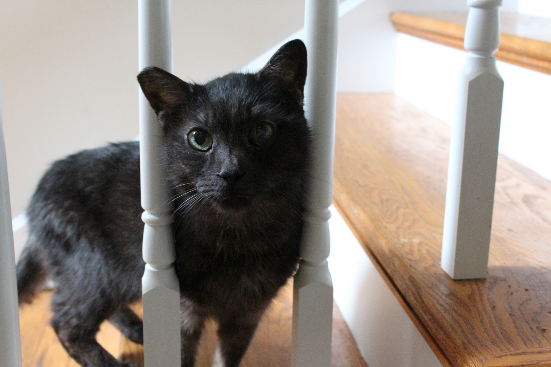 Black cat, KY, Aug. 2023