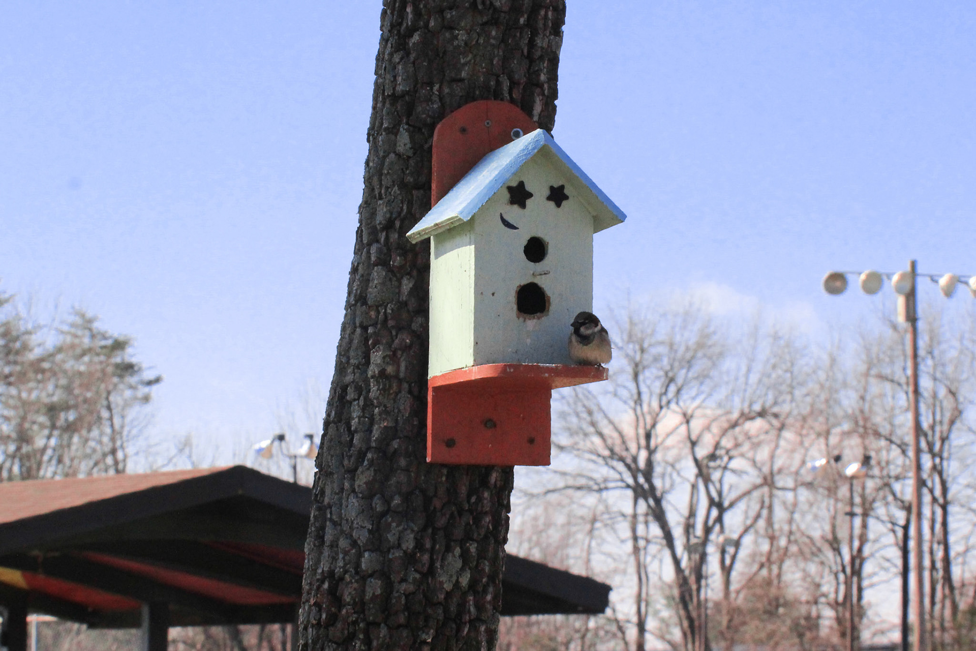 House sparrow, Highview Park, KY, Mar. 2025