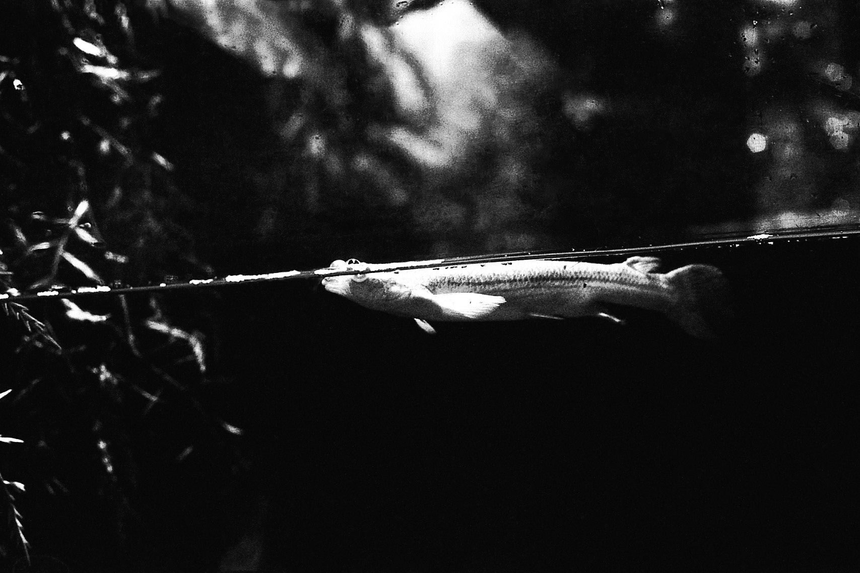 Newport Aquarium, KY, Nov. 2024