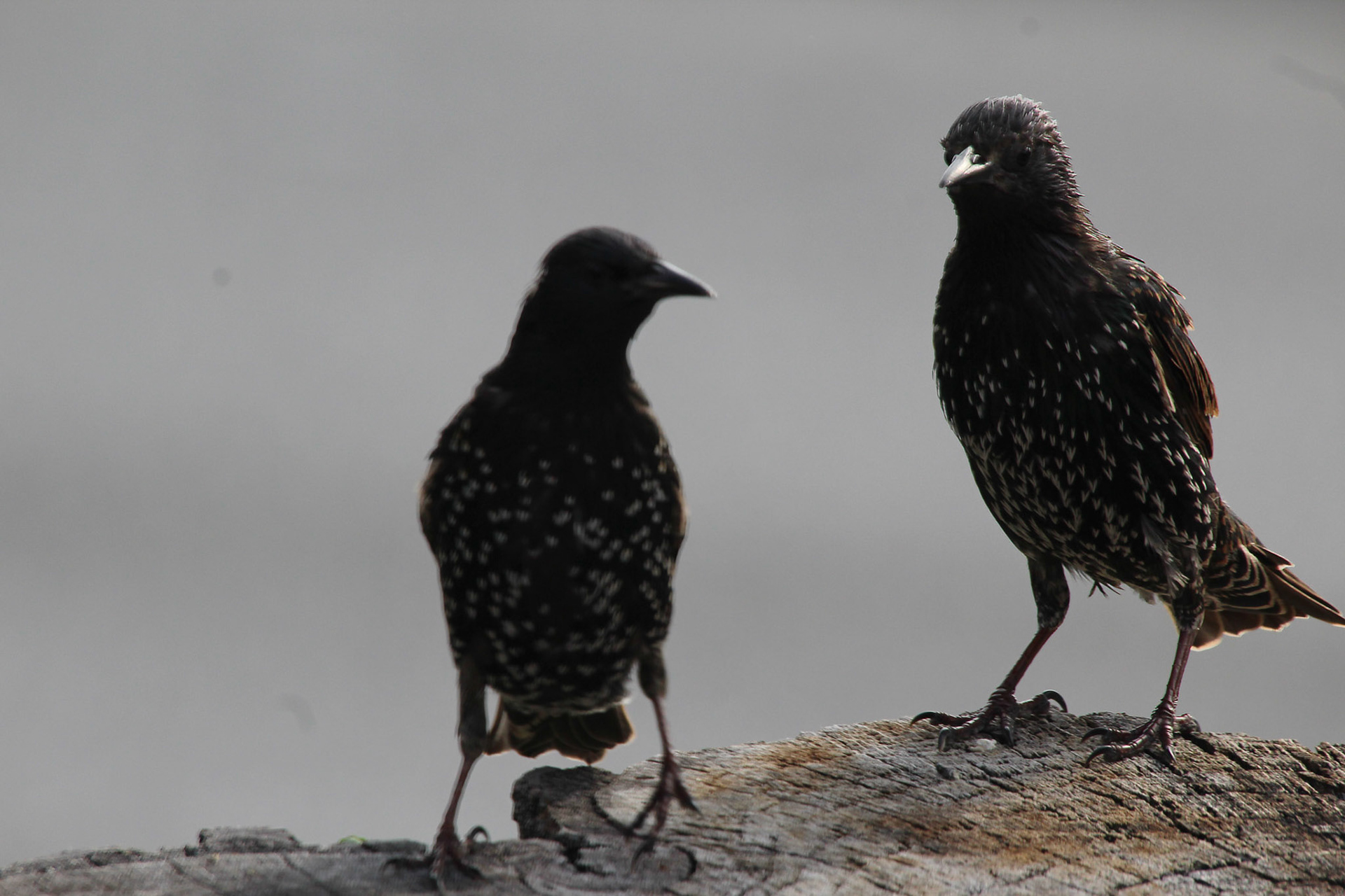Pair of European starlings, KY, Aug. 2024