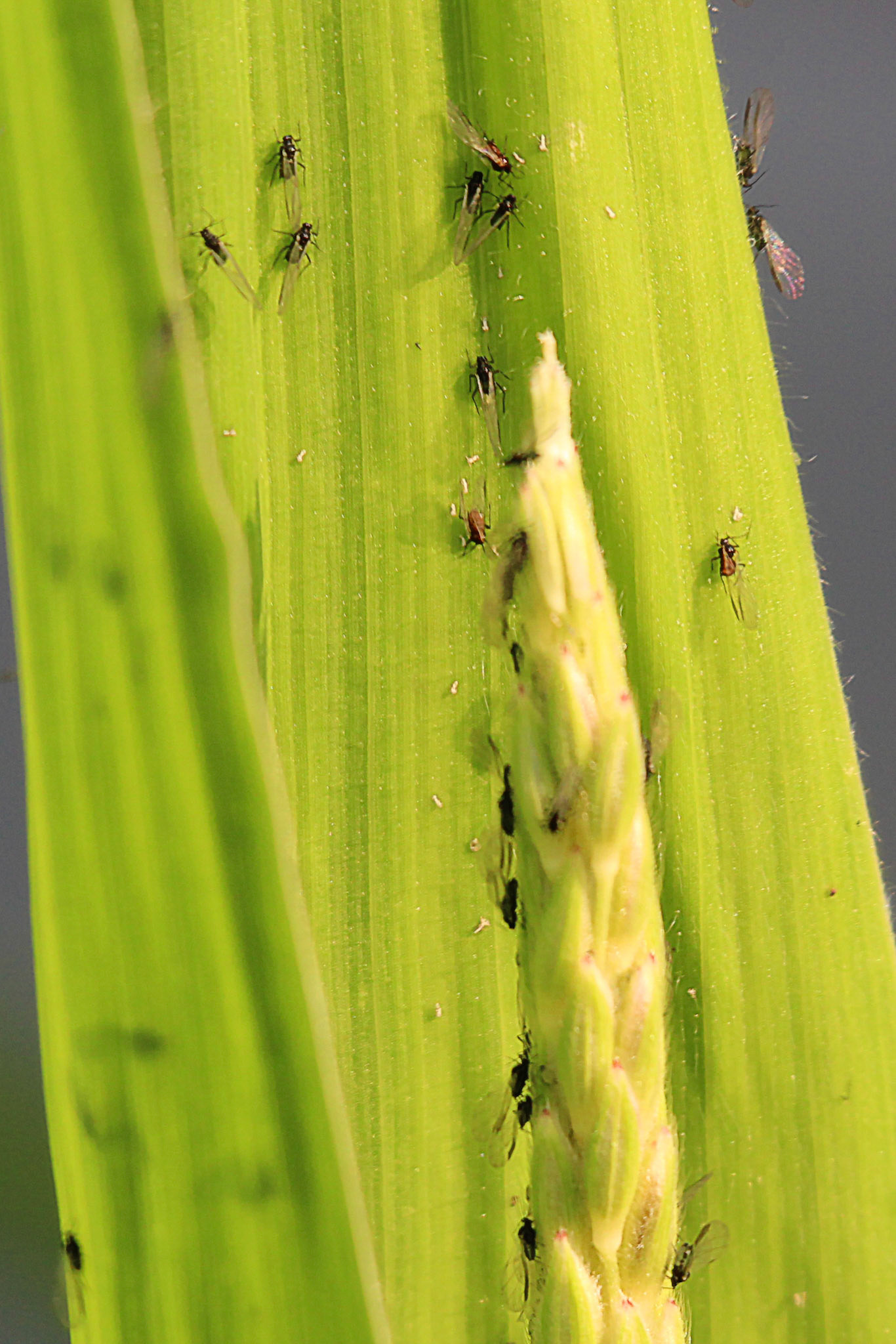 Close-up of aphids on plant, KY, Jul. 2024