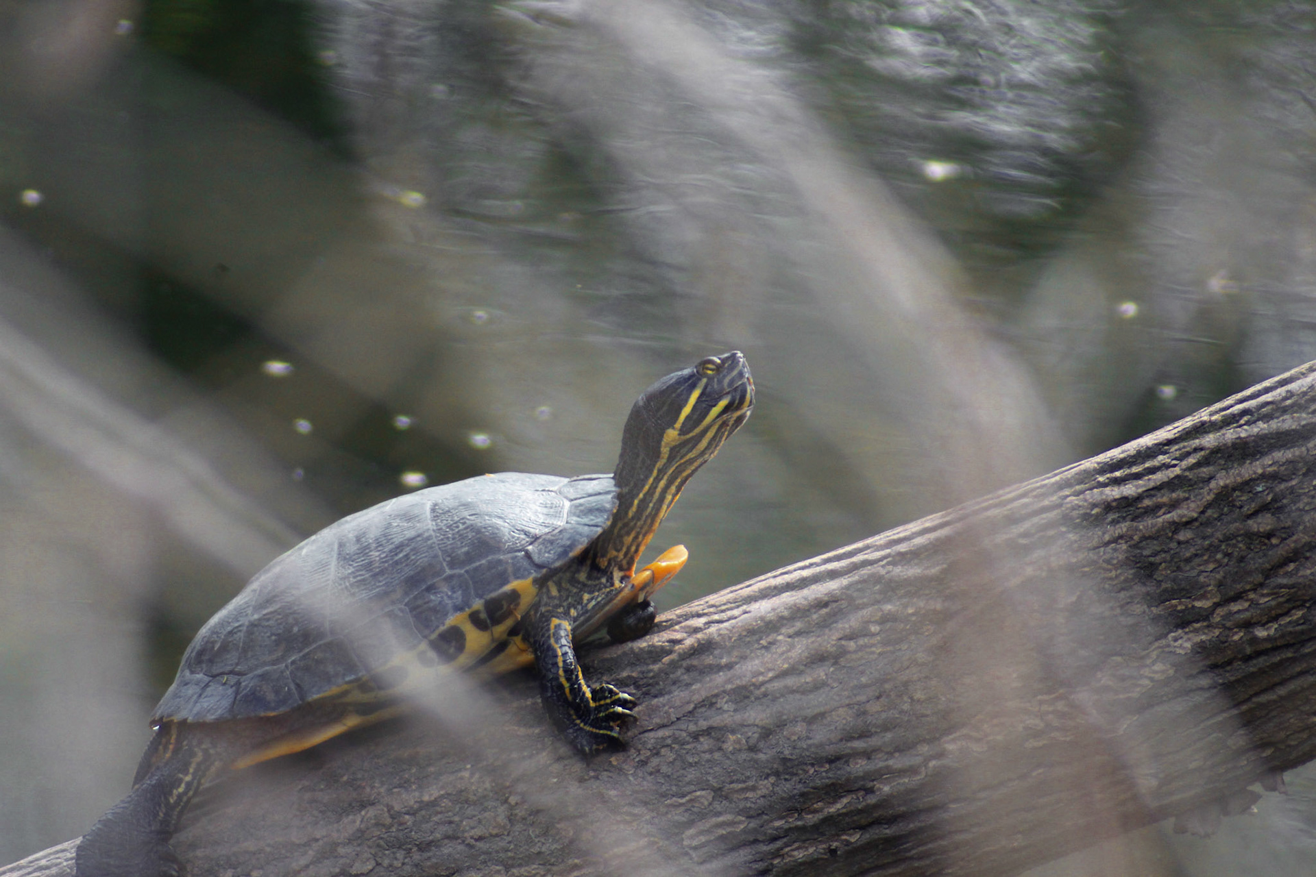 Box turtle, Cherokee Park, KY, Mar. 2024