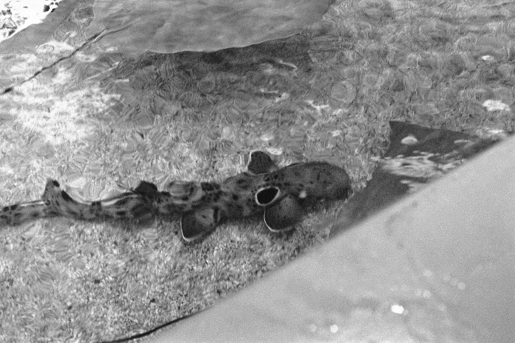 Newport Aquarium, KY, Nov. 2024