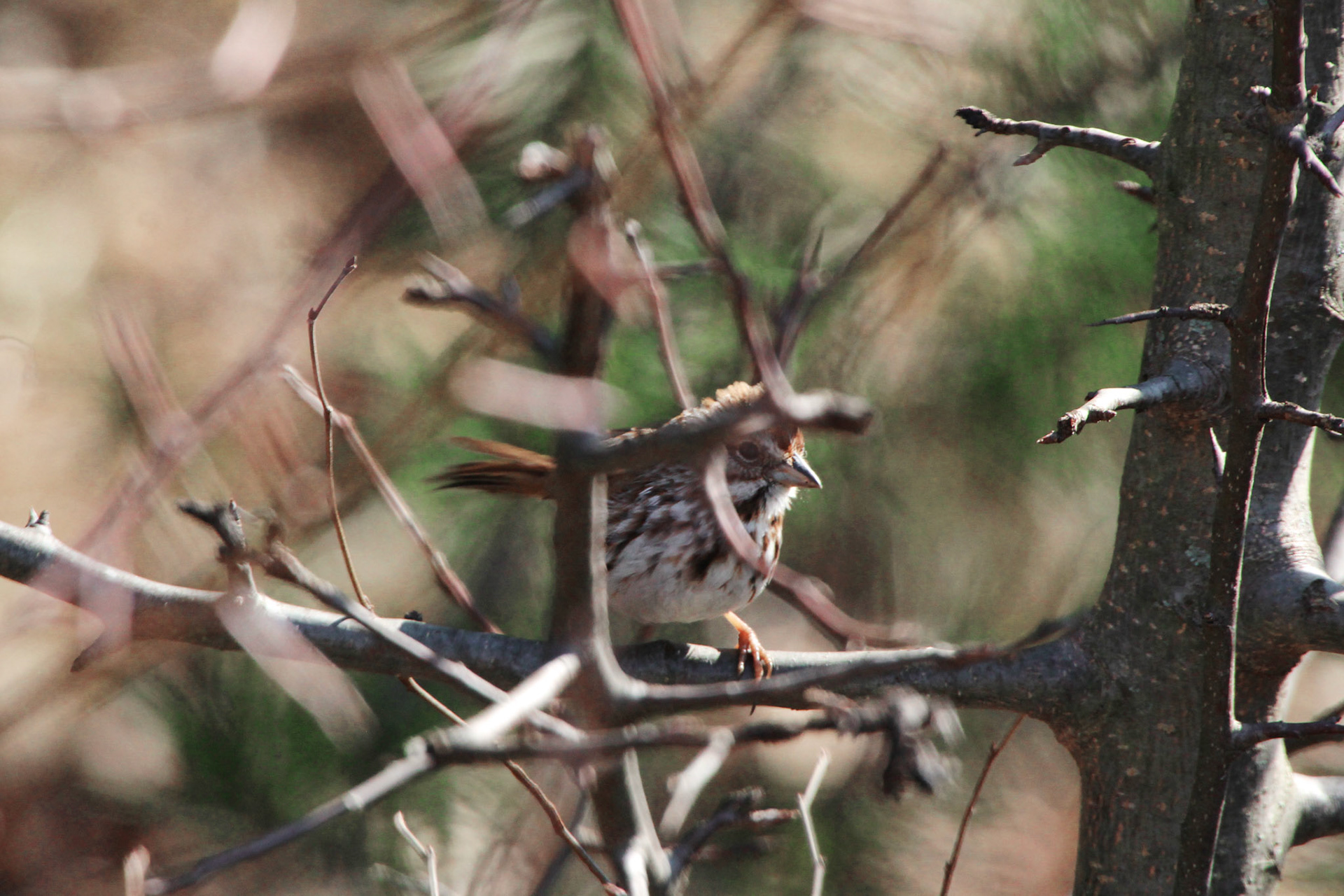 Song sparrow, Highview Park, KY, Mar. 2025