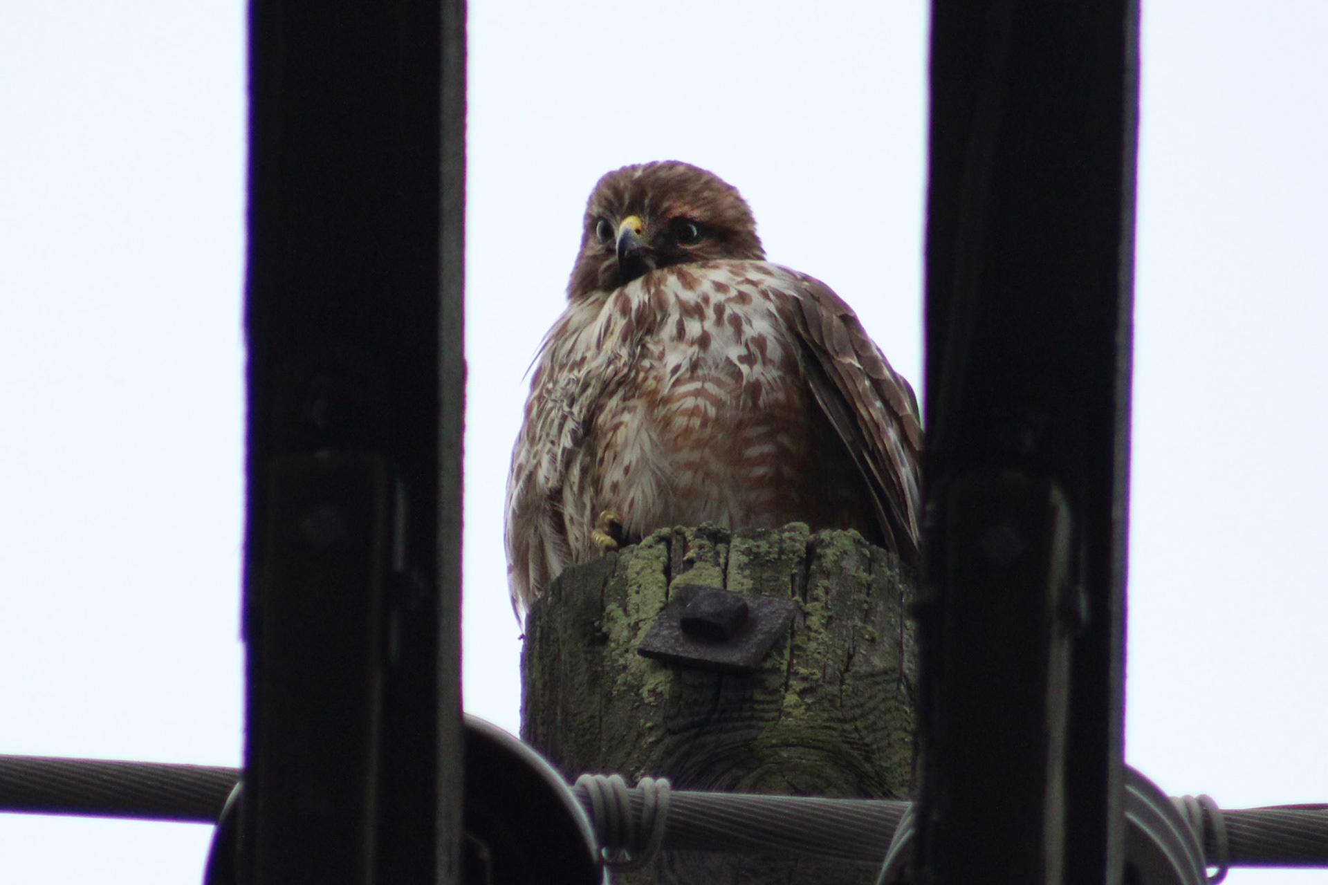 Juvenile hawk sp., KY, Jan. 2024