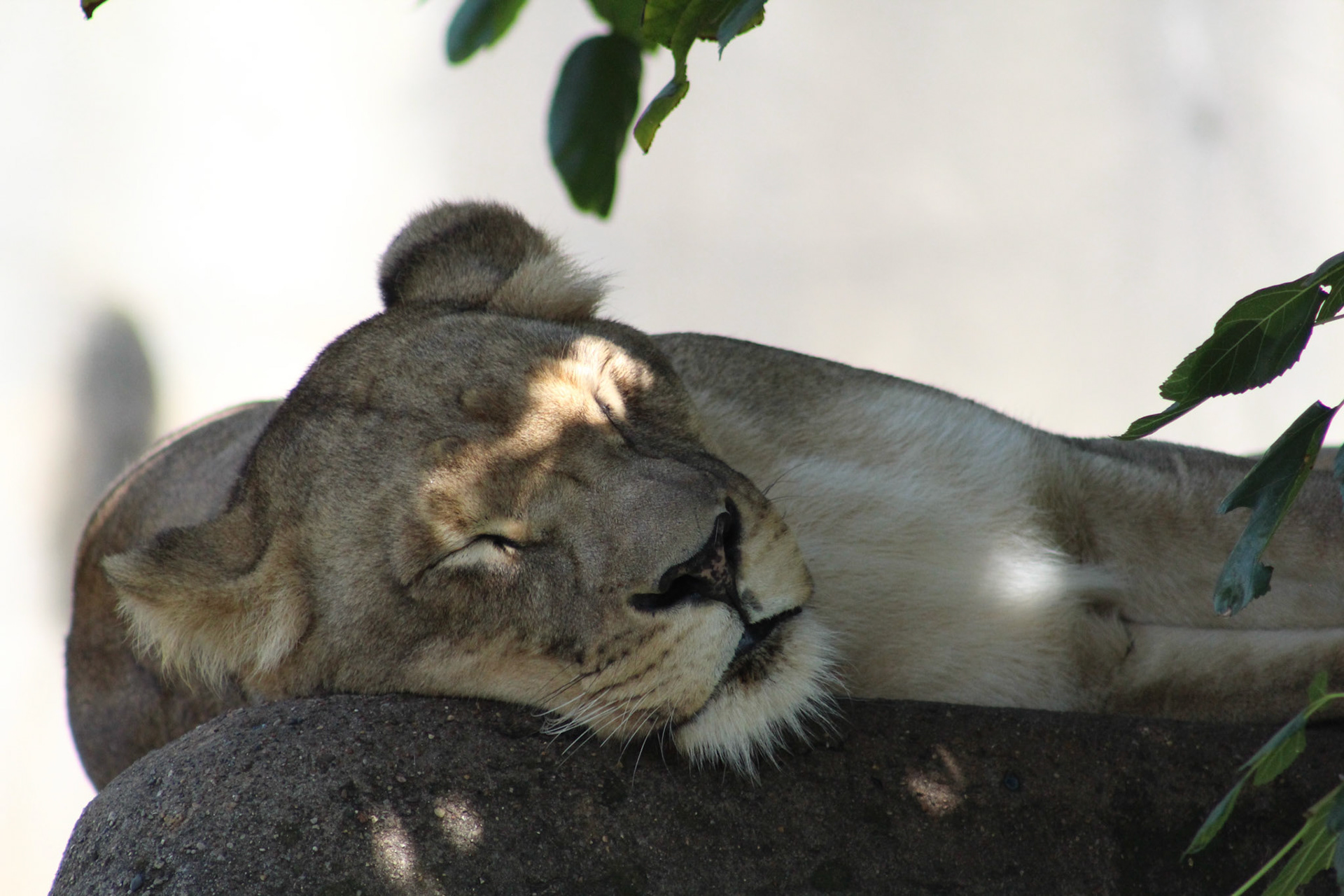 Louisville Zoo, KY, Aug. 2023
