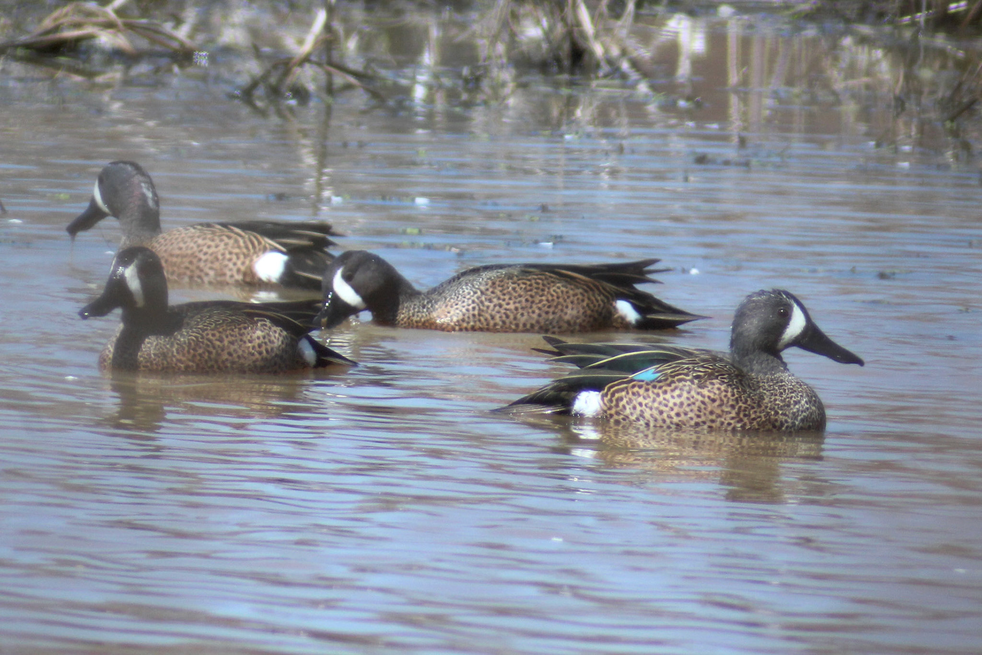 Group of blue-winged teals, Garvin Brown Nature Preserve, KY, Mar. 2024