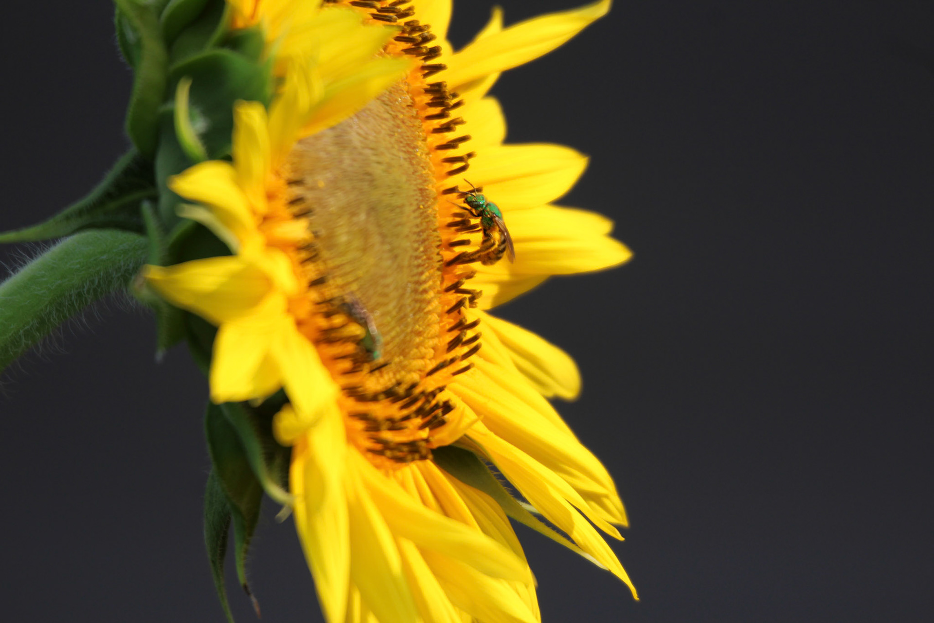 Bicolored sweat bees on sunflower, KY, Jul. 2024
