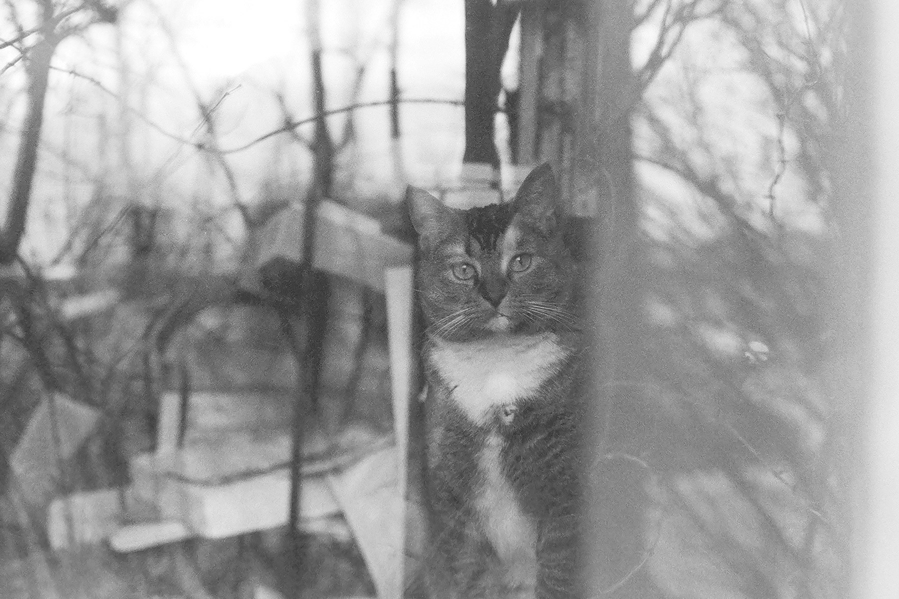 Cat with window reflection, KY, Feb. 2024