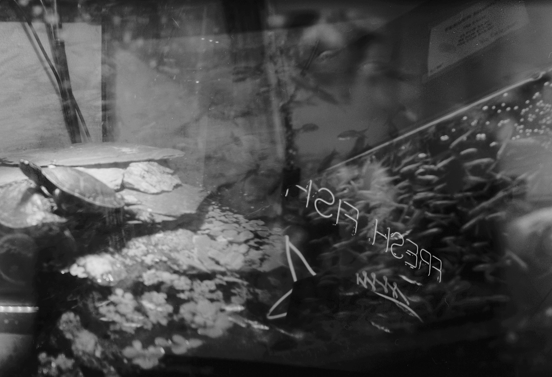 Sandy's Pet Shop, KY, Nov. 2023