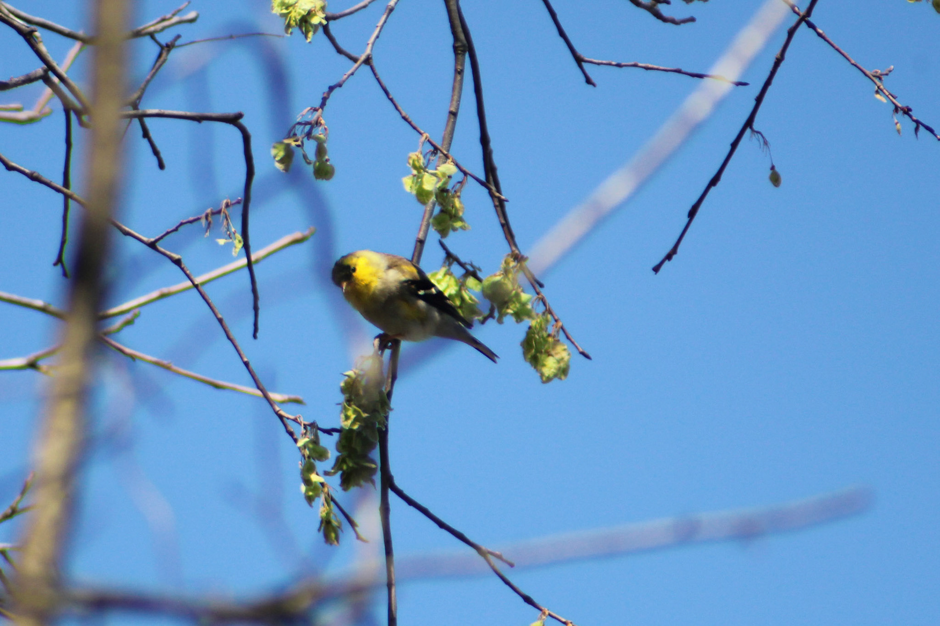 American goldfinch, Putney Pond, KY, Mar. 2024